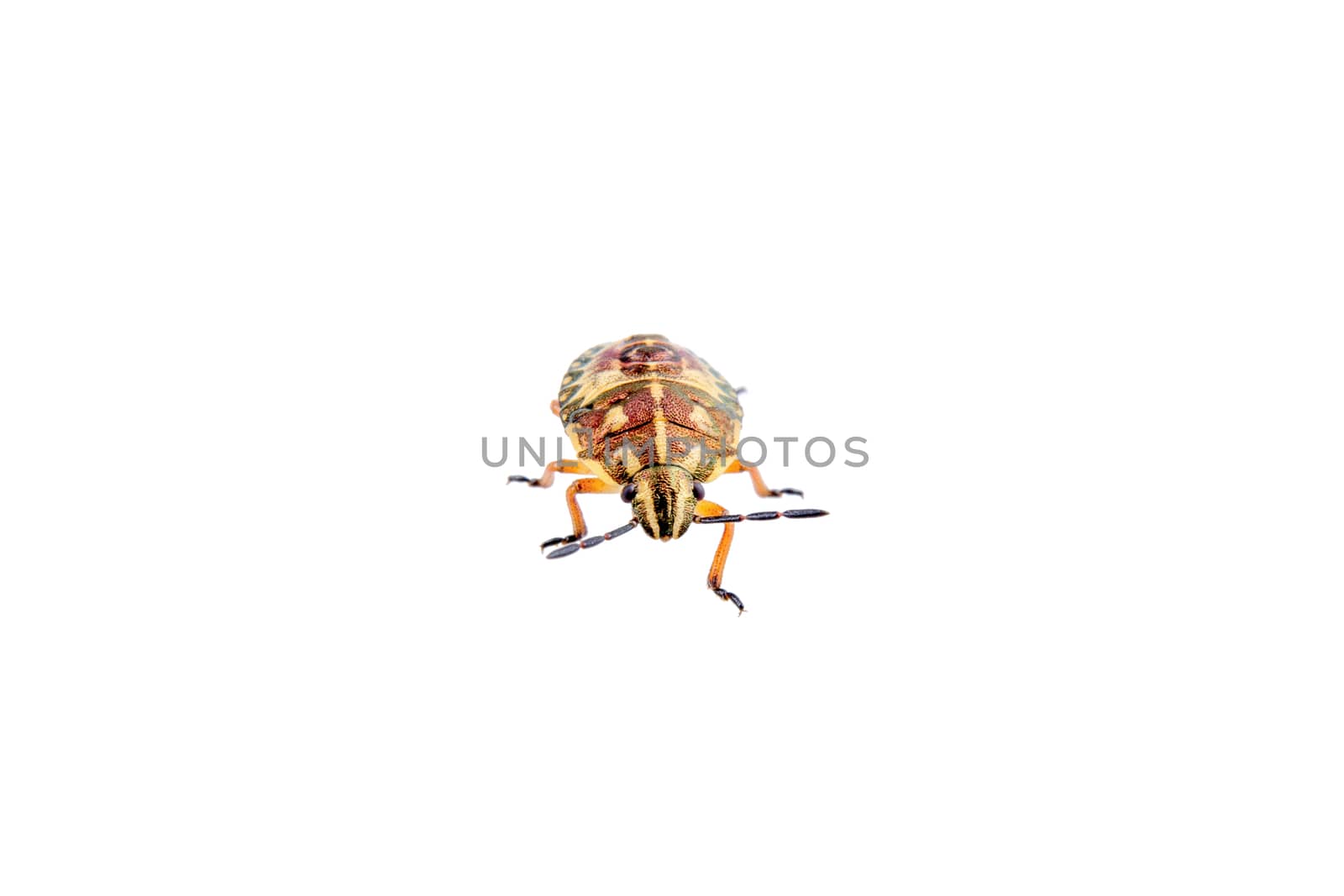 Brown shield bug isolated on a white background