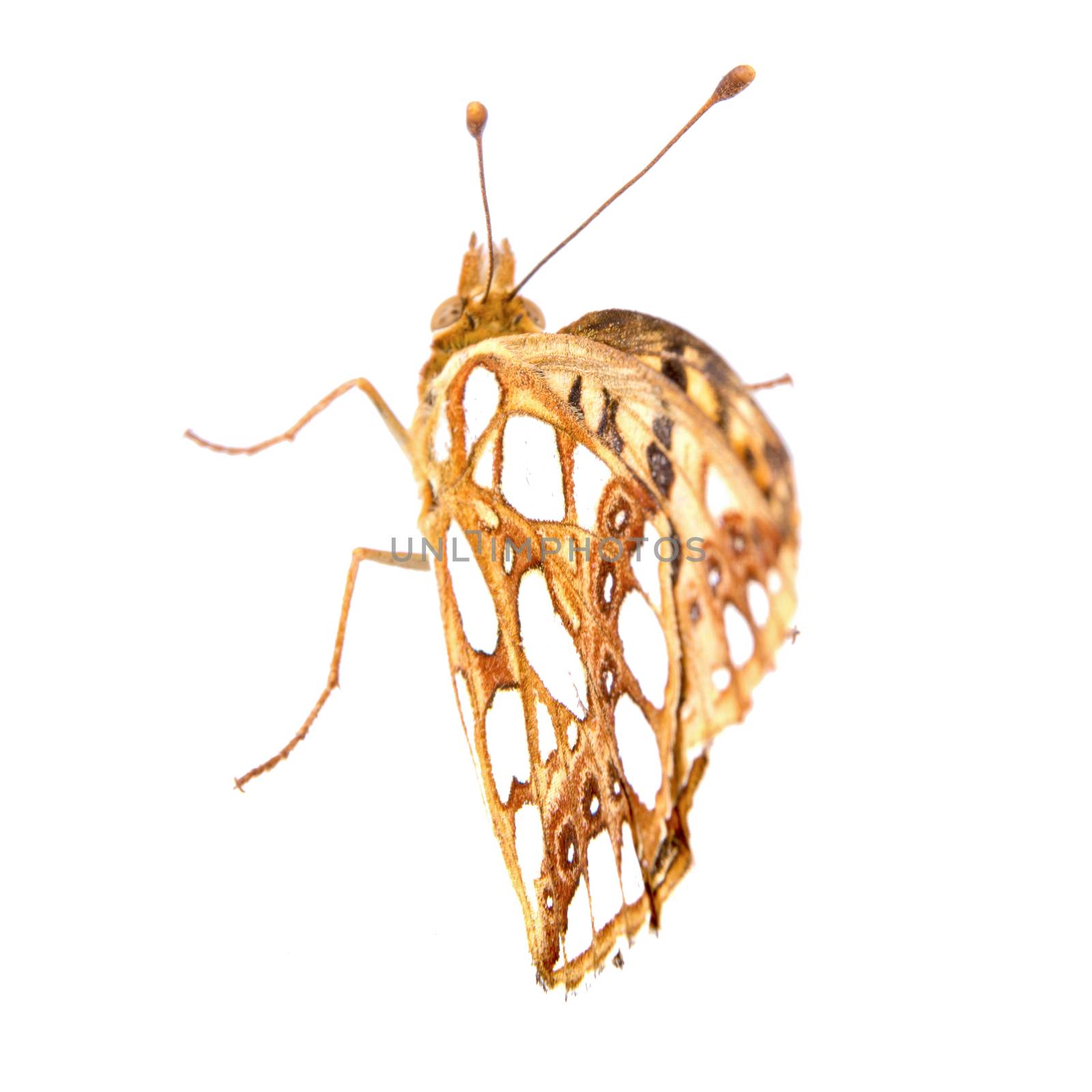 Colored butterfly isolated on the white background