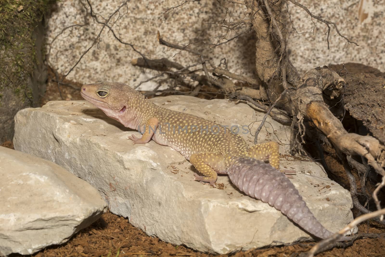 Portrait of nice gecko in the terrarium