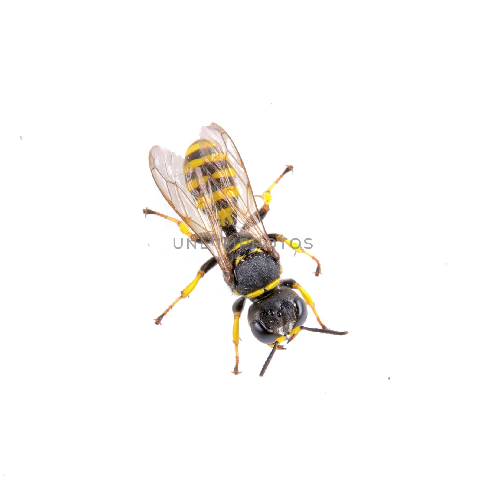 Black insect whith yellow stripes isolated on the white background