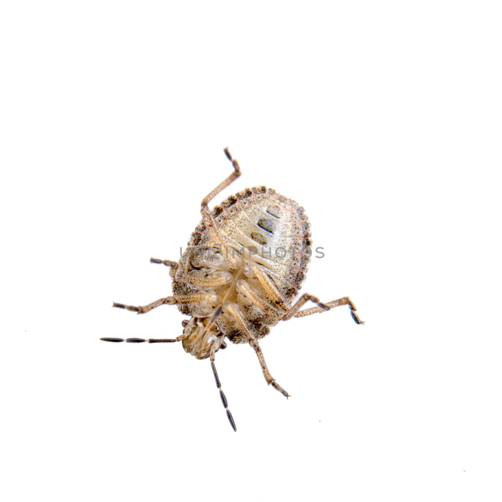 Brown shield bug isolated on a white background