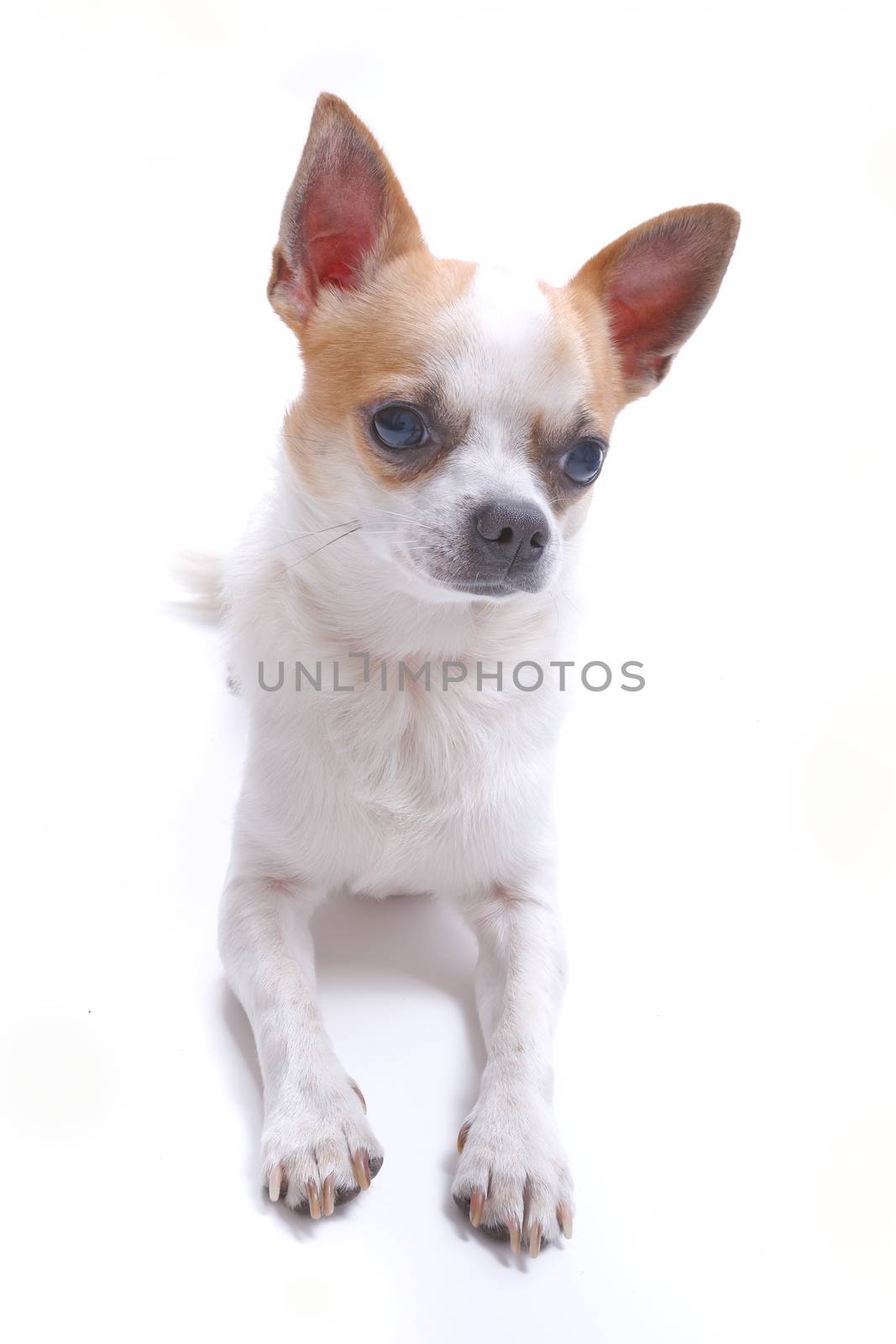 Nice chihuahua dog portrait on white background.