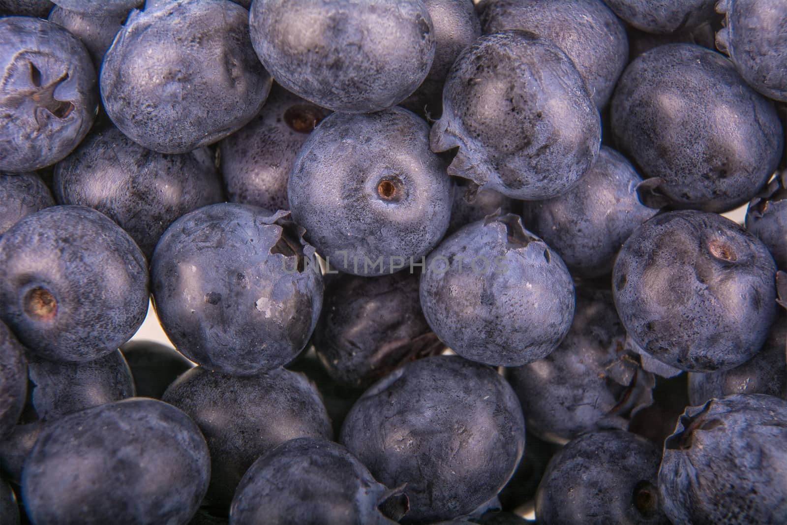 Freshly picked group of blueberries as creative background