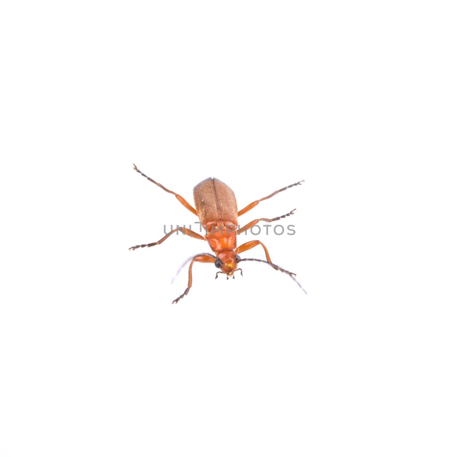 Isolated rusty beetle on a white background