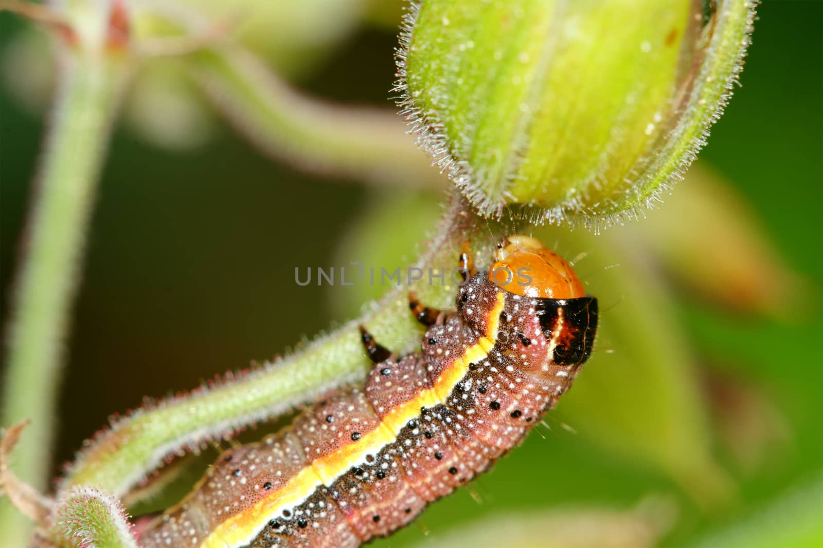 Brown caterpillar with ellow stripe on a green flower
