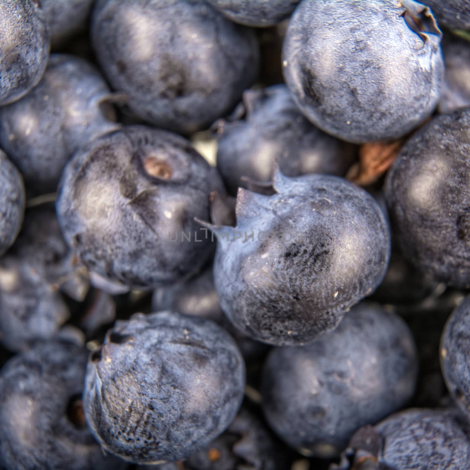 Freshly picked group of blueberries as creative background