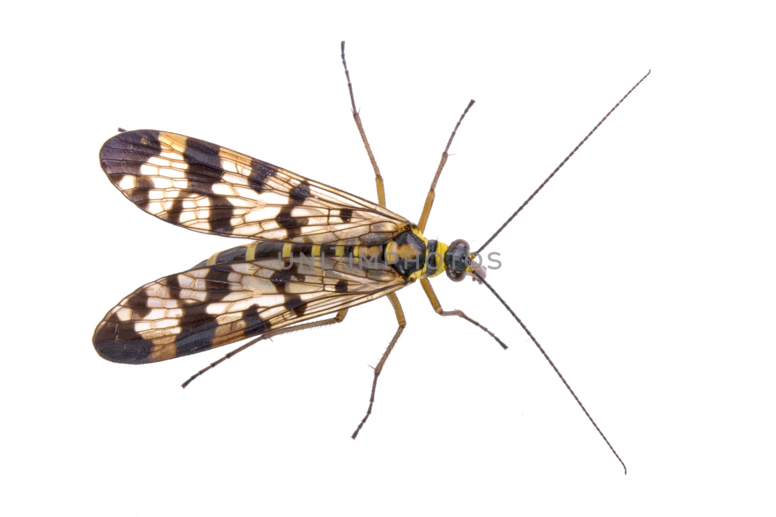 Scorpion fly from family Panorpidae isolated on  white background