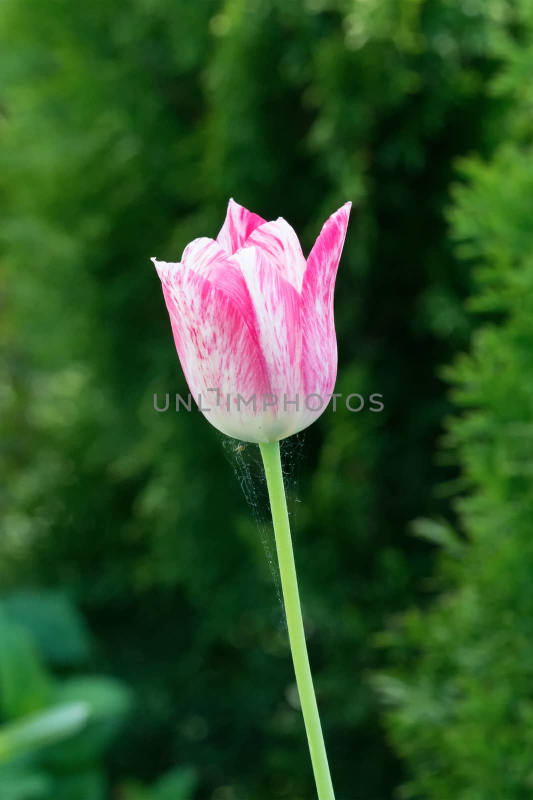 Red white tulip with green blurred background