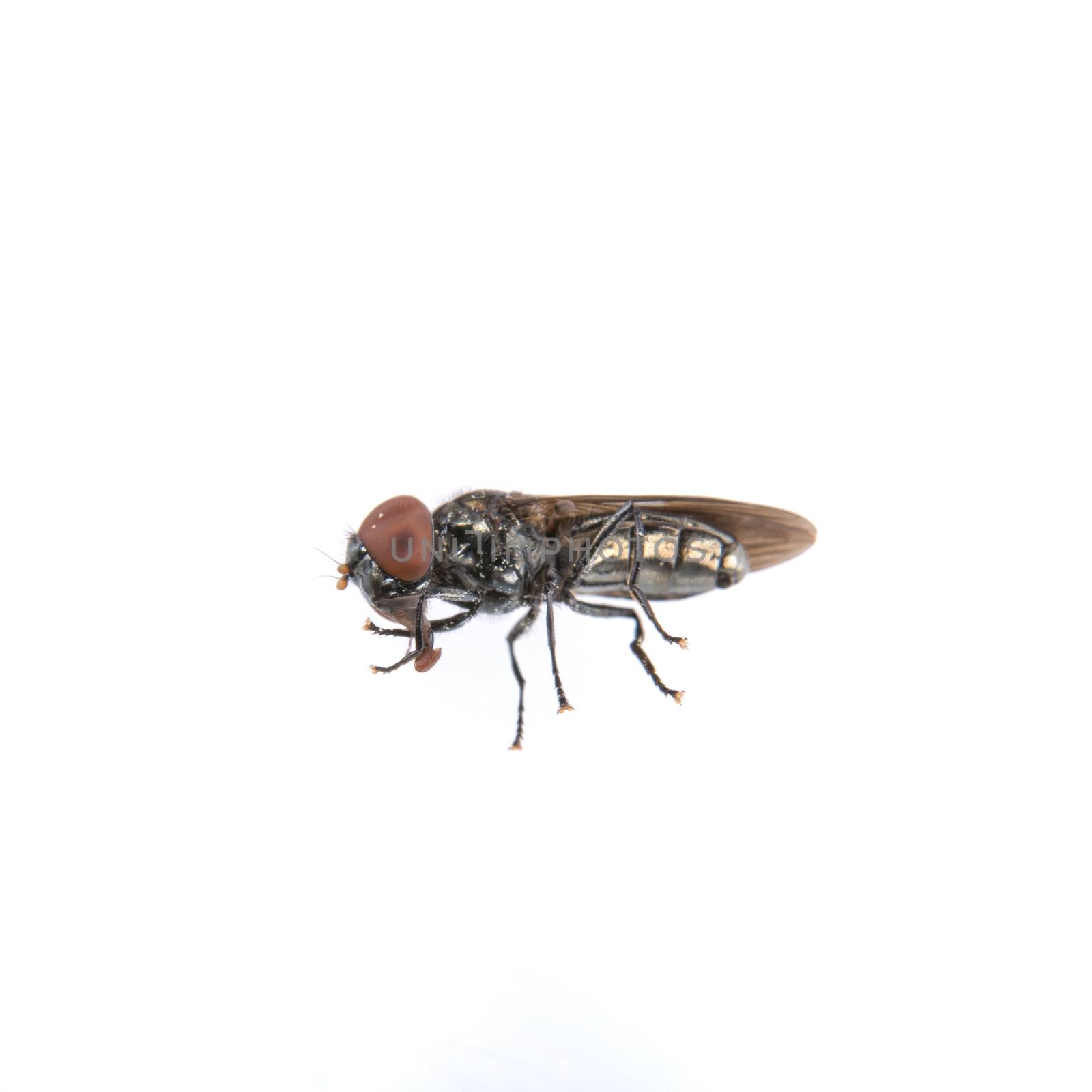 Black fly isolated on a white background
