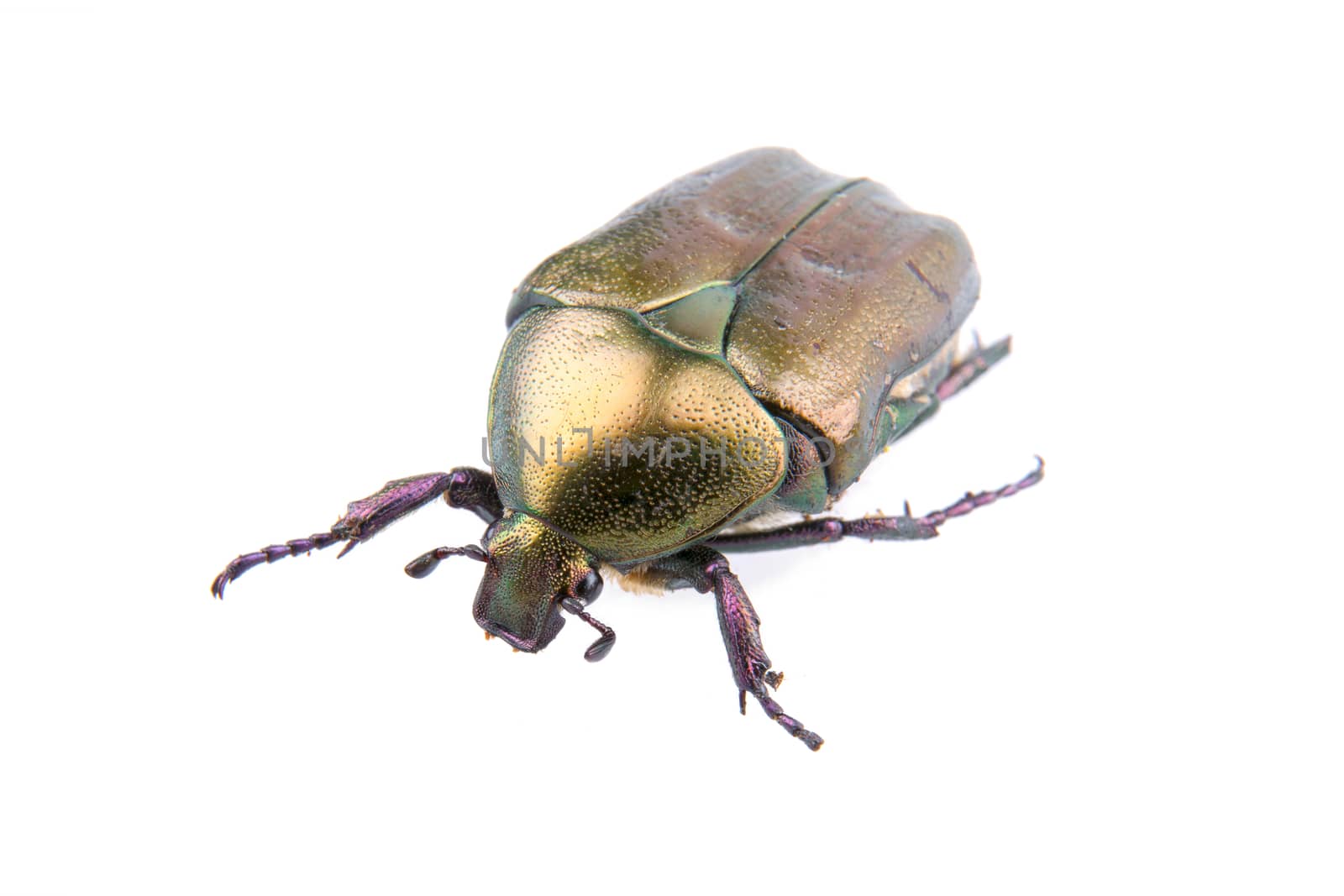 Big bronze bug isolated on a white background