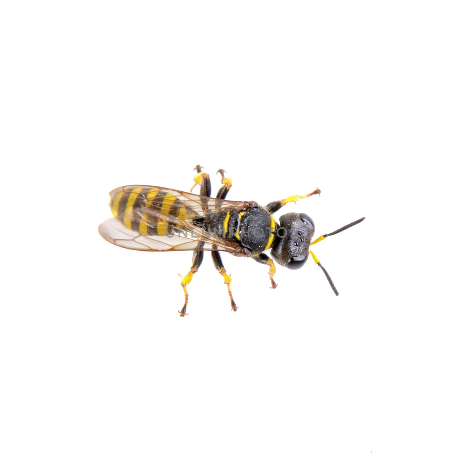 Black insect whith yellow stripes isolated on the white background