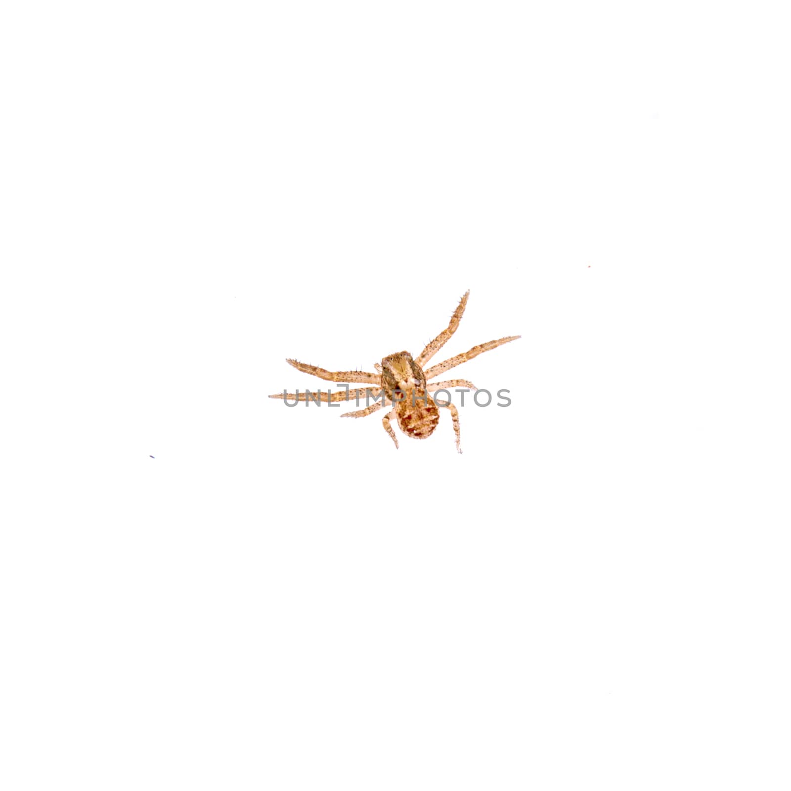 Small spider isolated on a white background