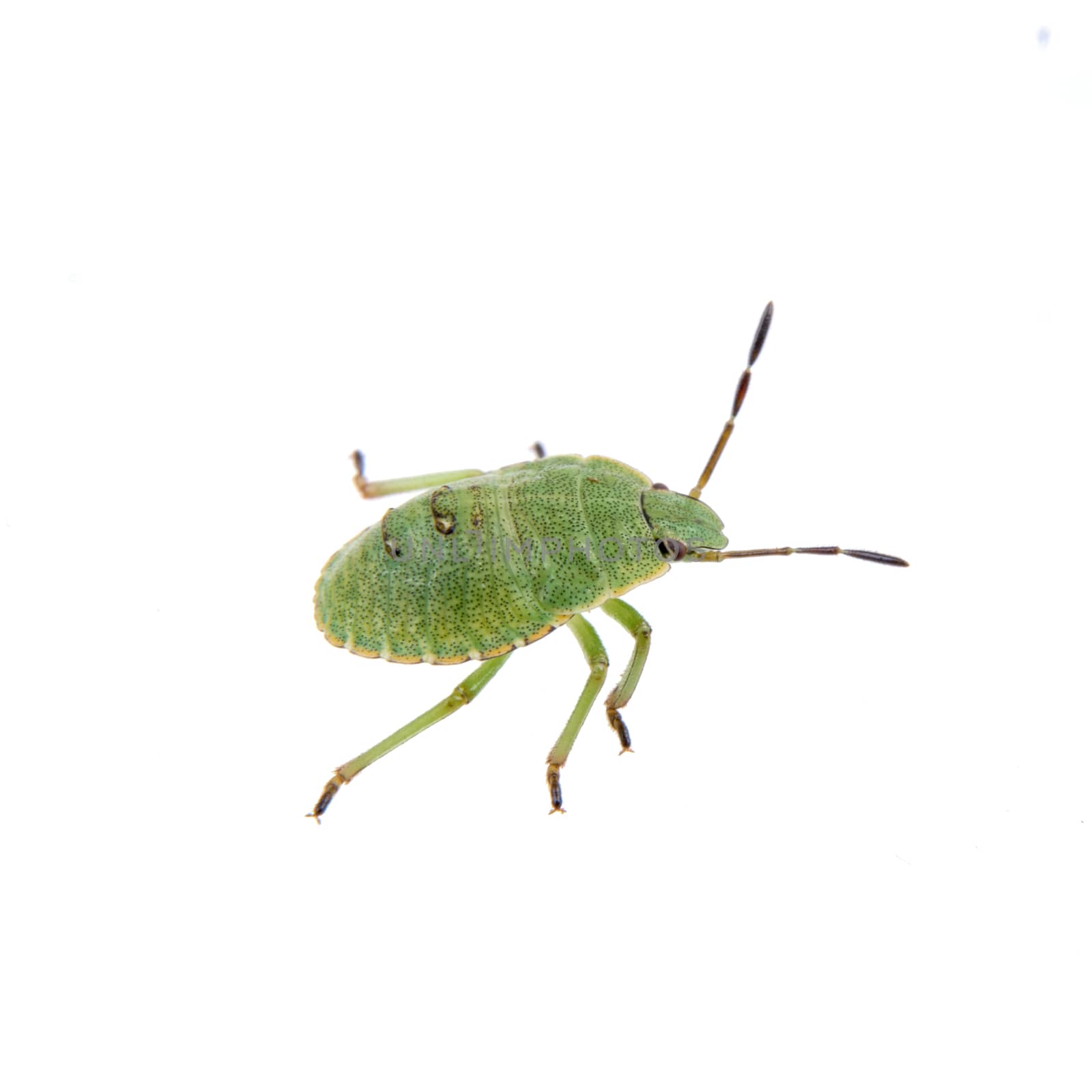 Green shield bug isolated on a white background