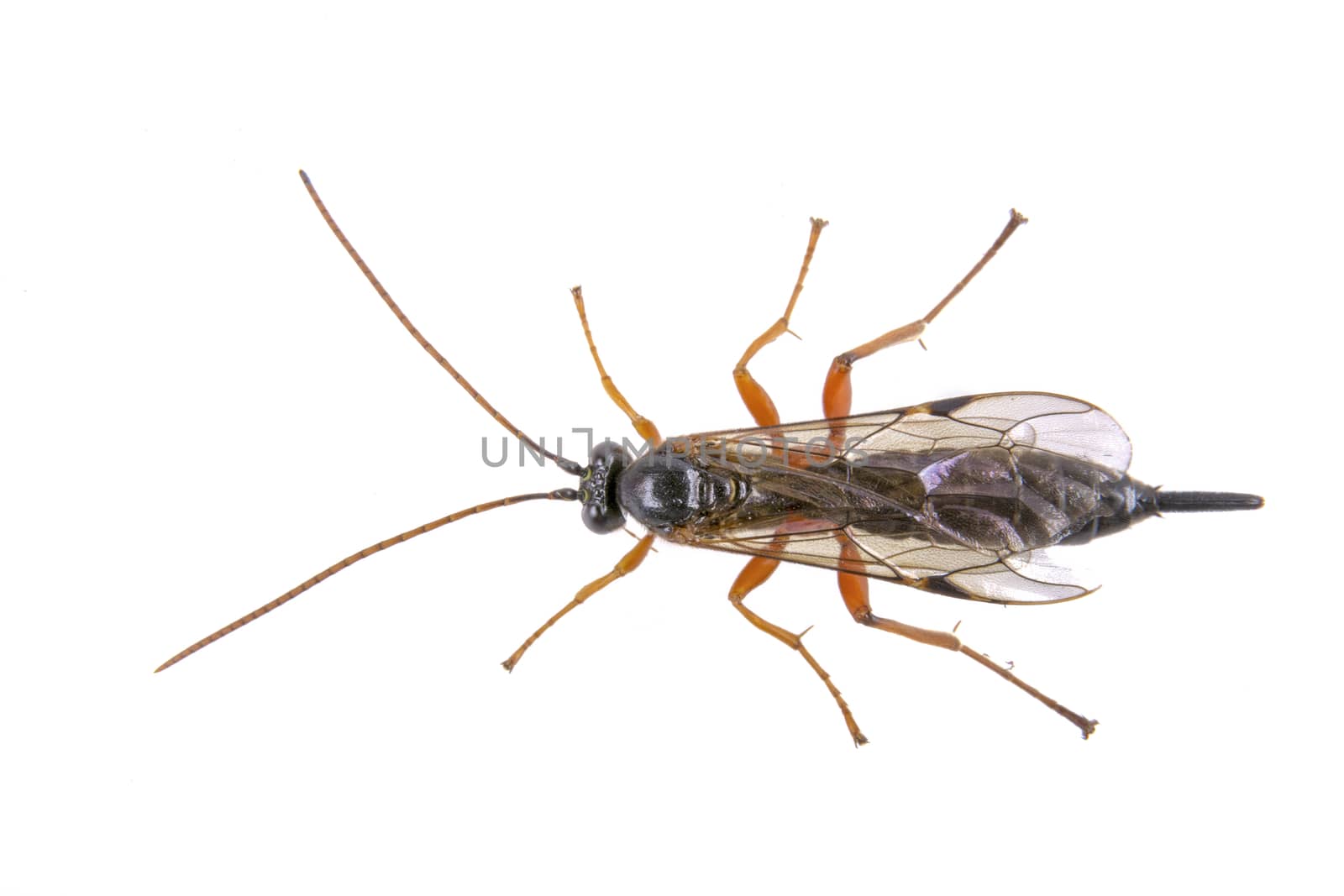 Fly with long foots isolated on a white background