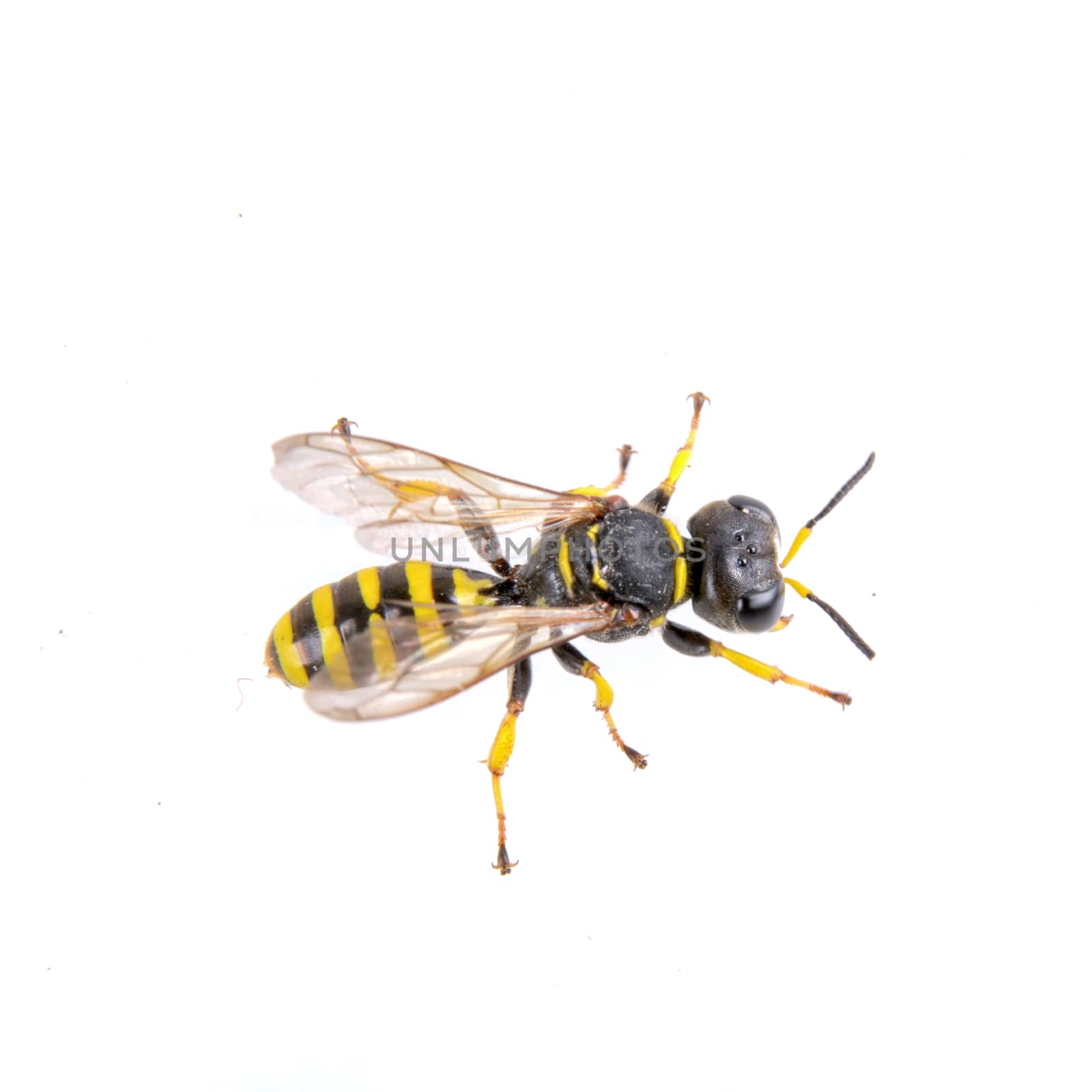 Black insect whith yellow stripes isolated on the white background