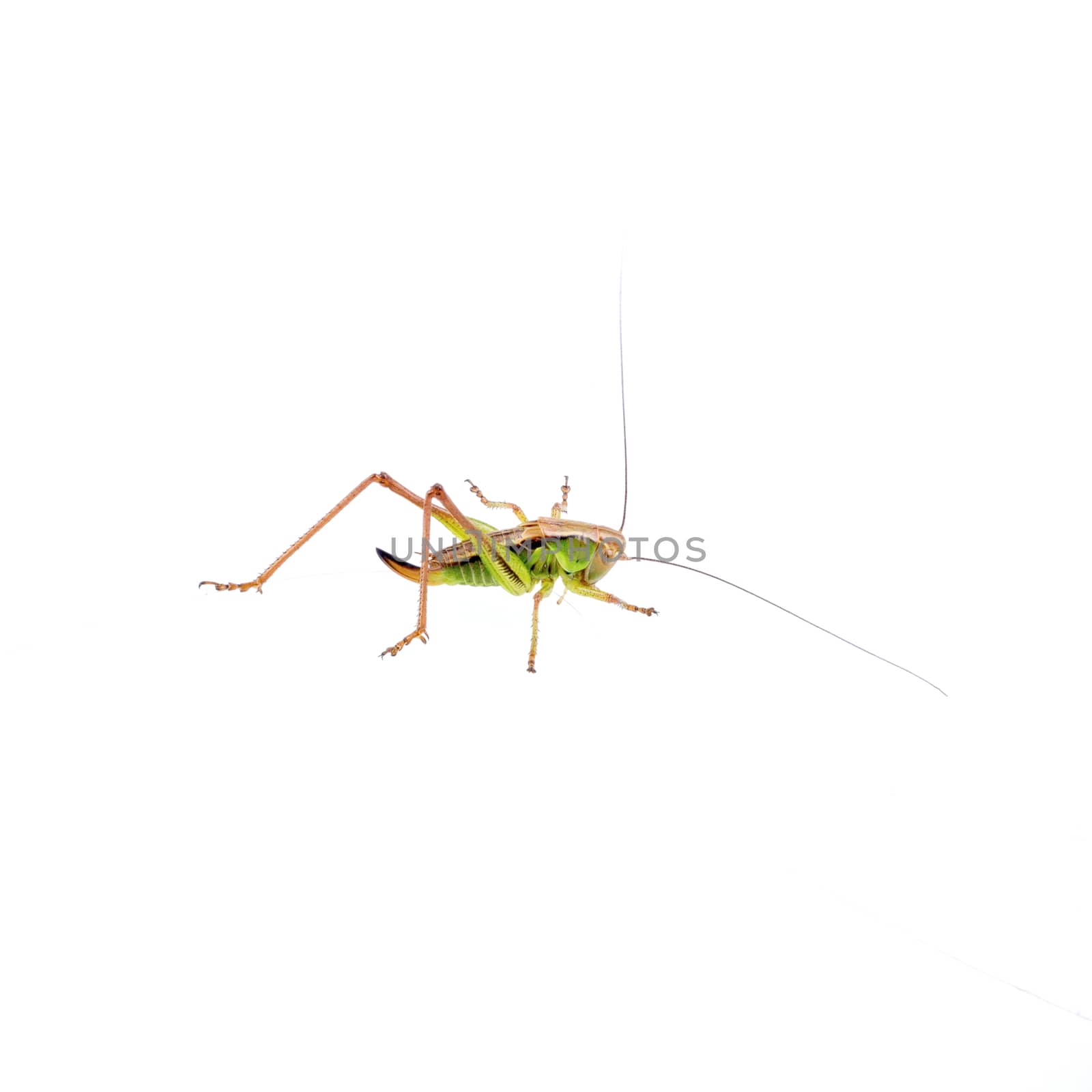 Green brown grasshopper isolated on a white background