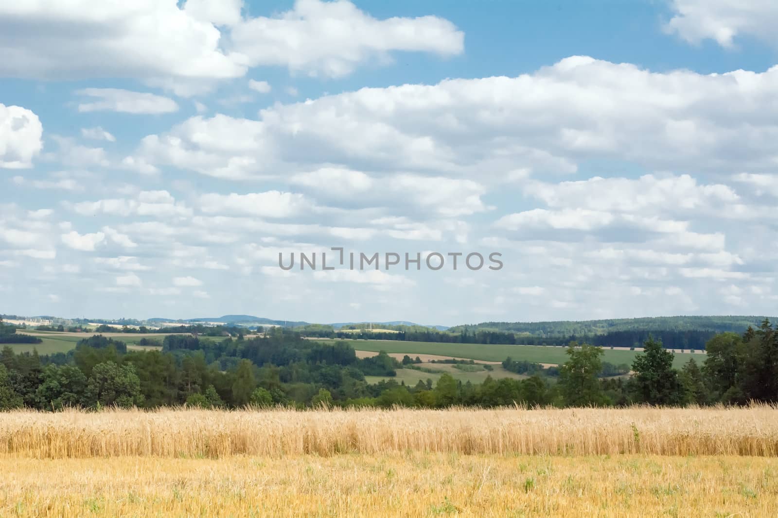 Field with mature corn with mountains in the background