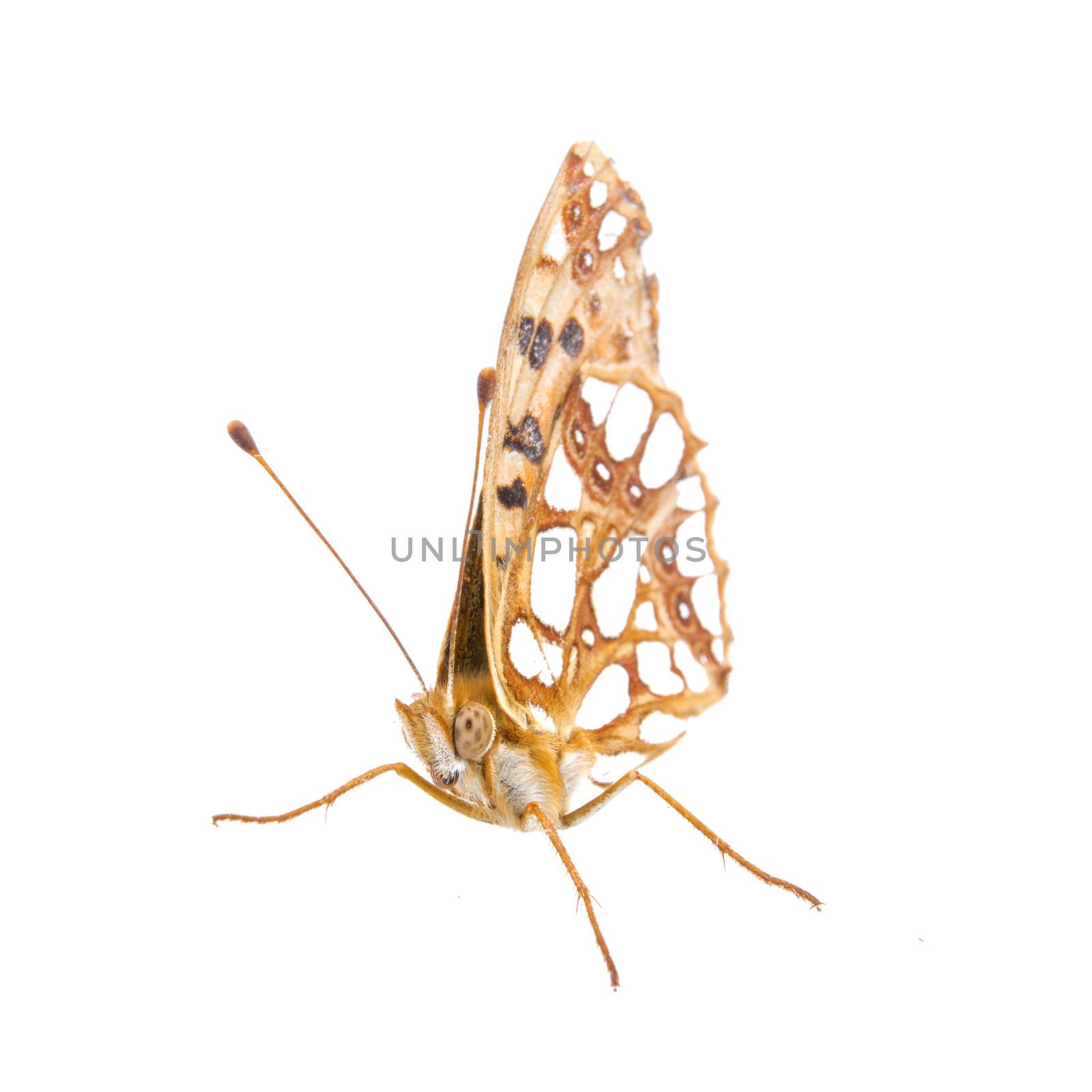 Colored butterfly isolated on the white background