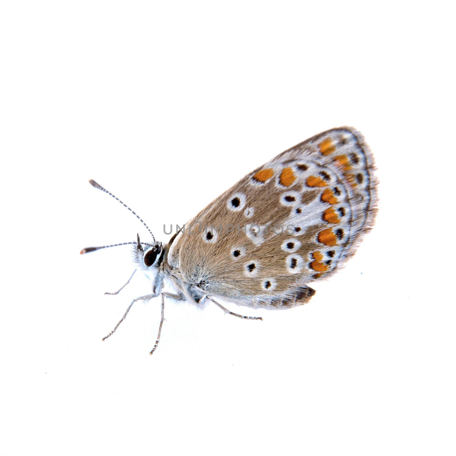 Colored butterfly isolated on the white background
