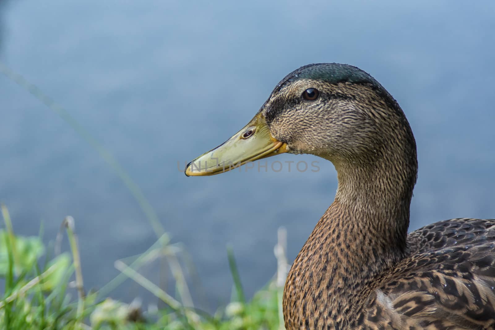 Portrait of wild duck with a pond in the background