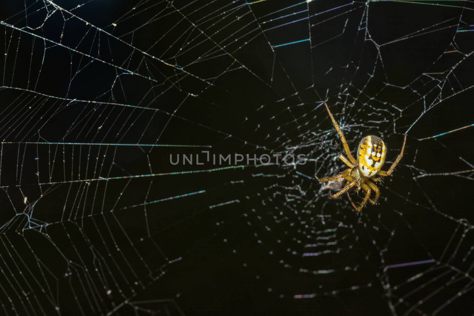 Yellow spider webs in the middle waiting for his victim