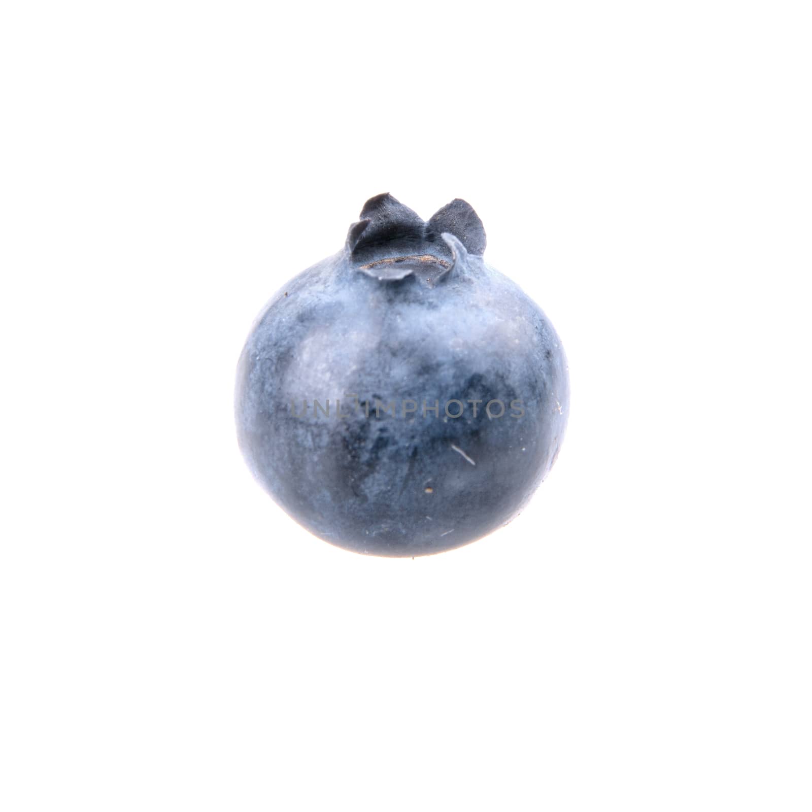 One blueberry isolated on white background