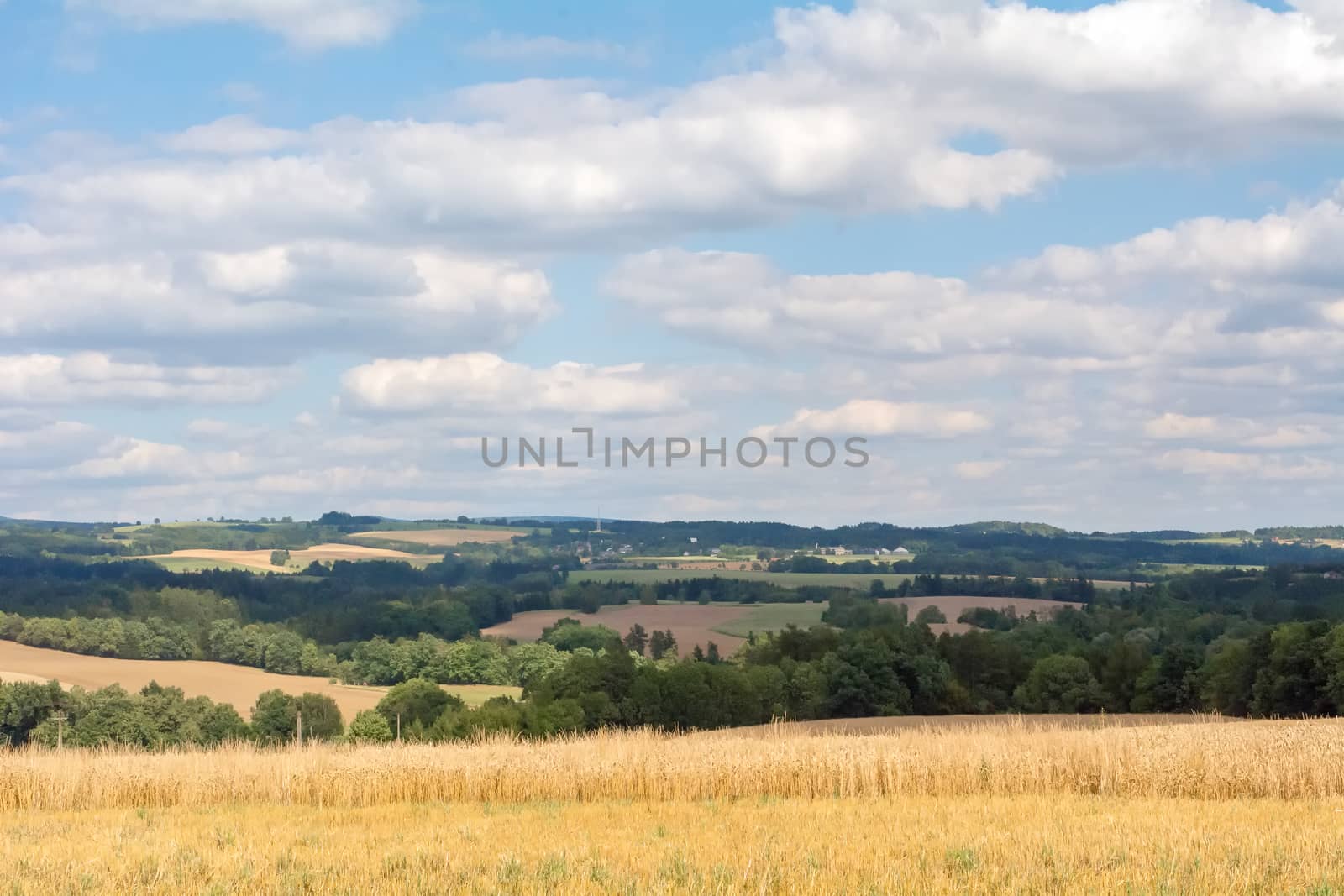 Field with mature corn with mountains in the background