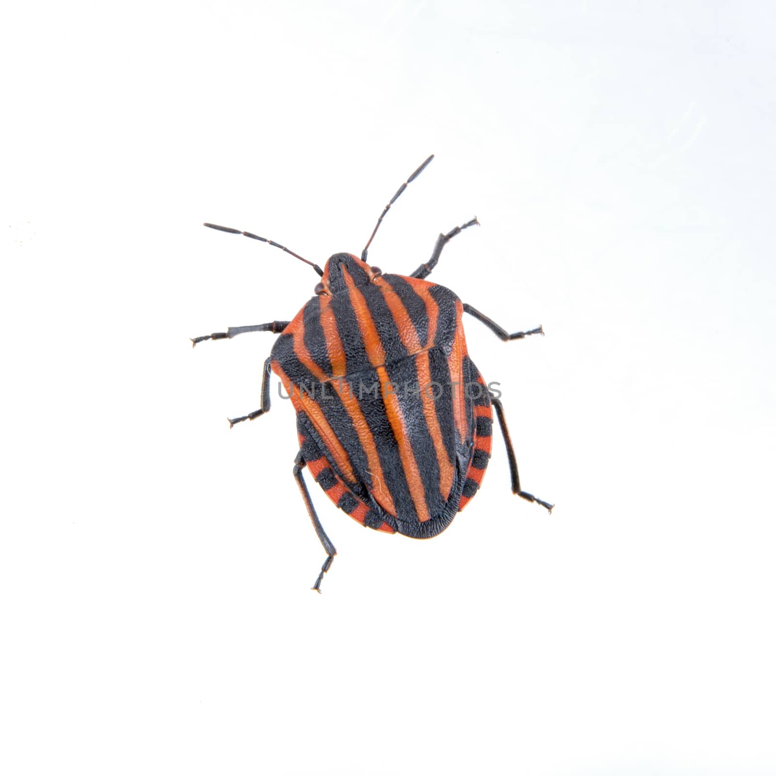 Red black striped shield bug isolated on a white background