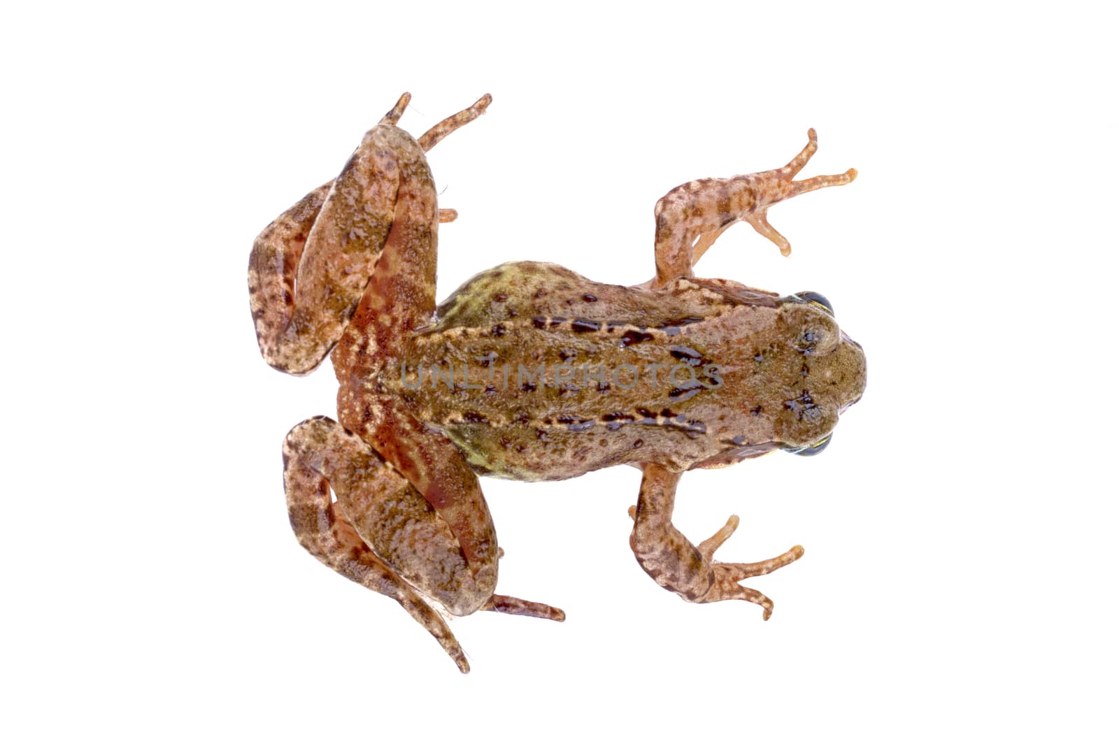 Brown European frog isolated on a white background