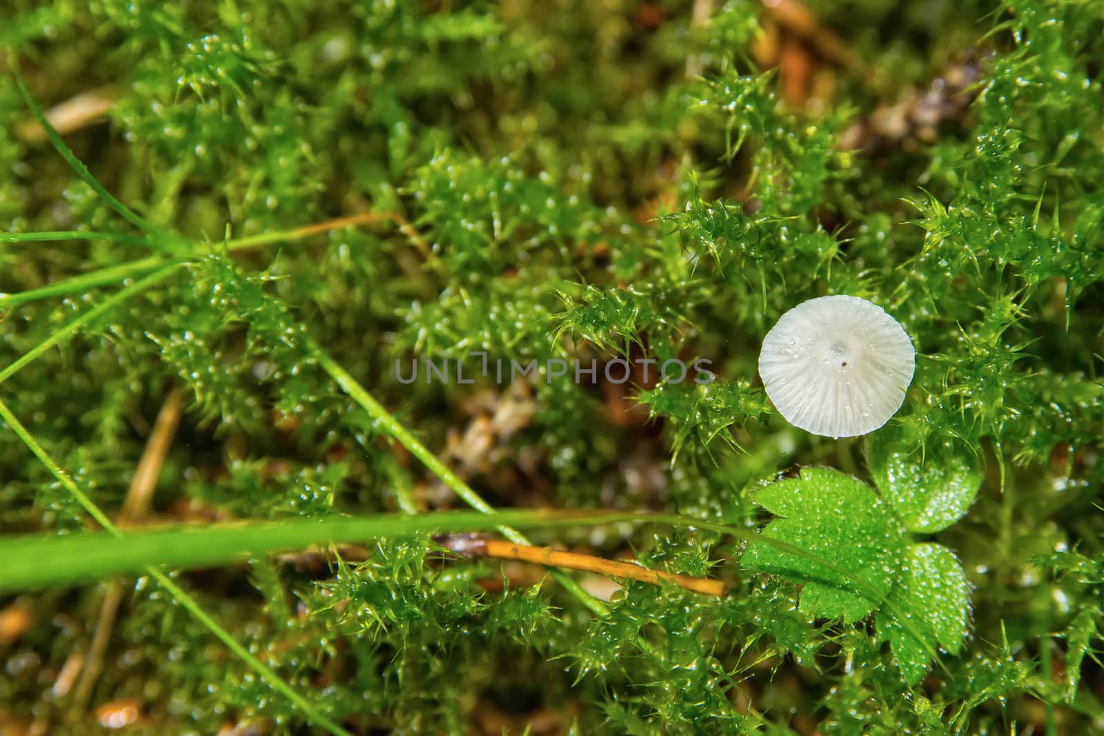 Gray mushroom growing in the green moss in the forest