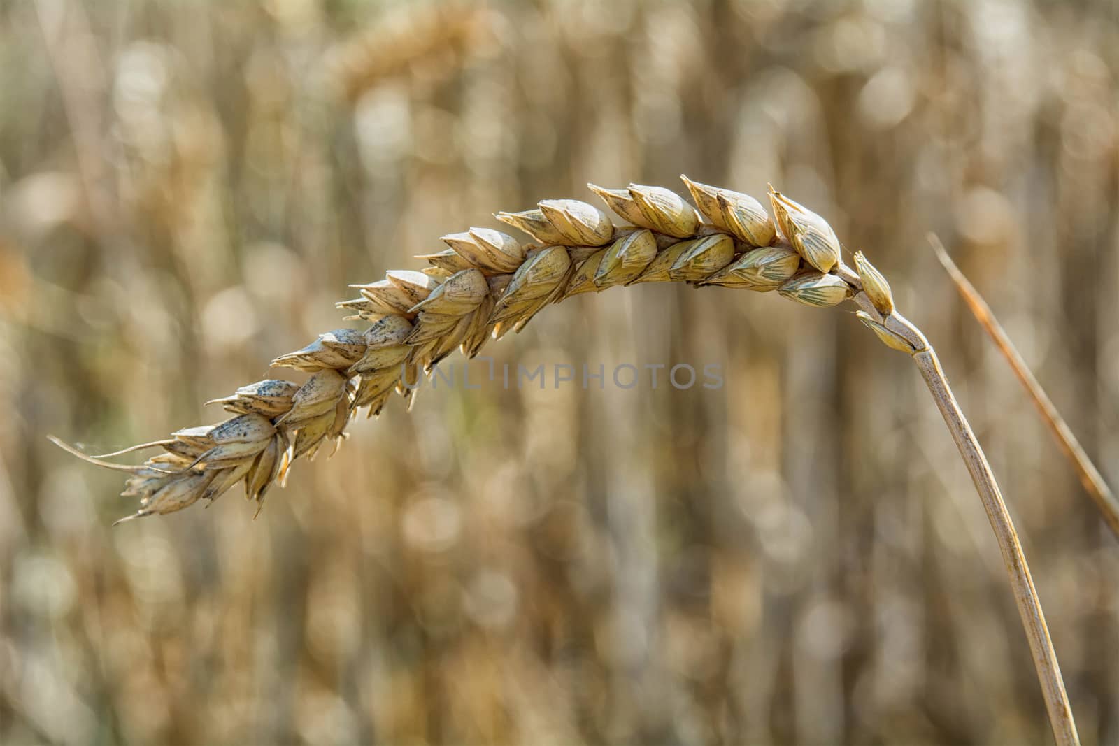 Detail Ear of corn with nice blurred background