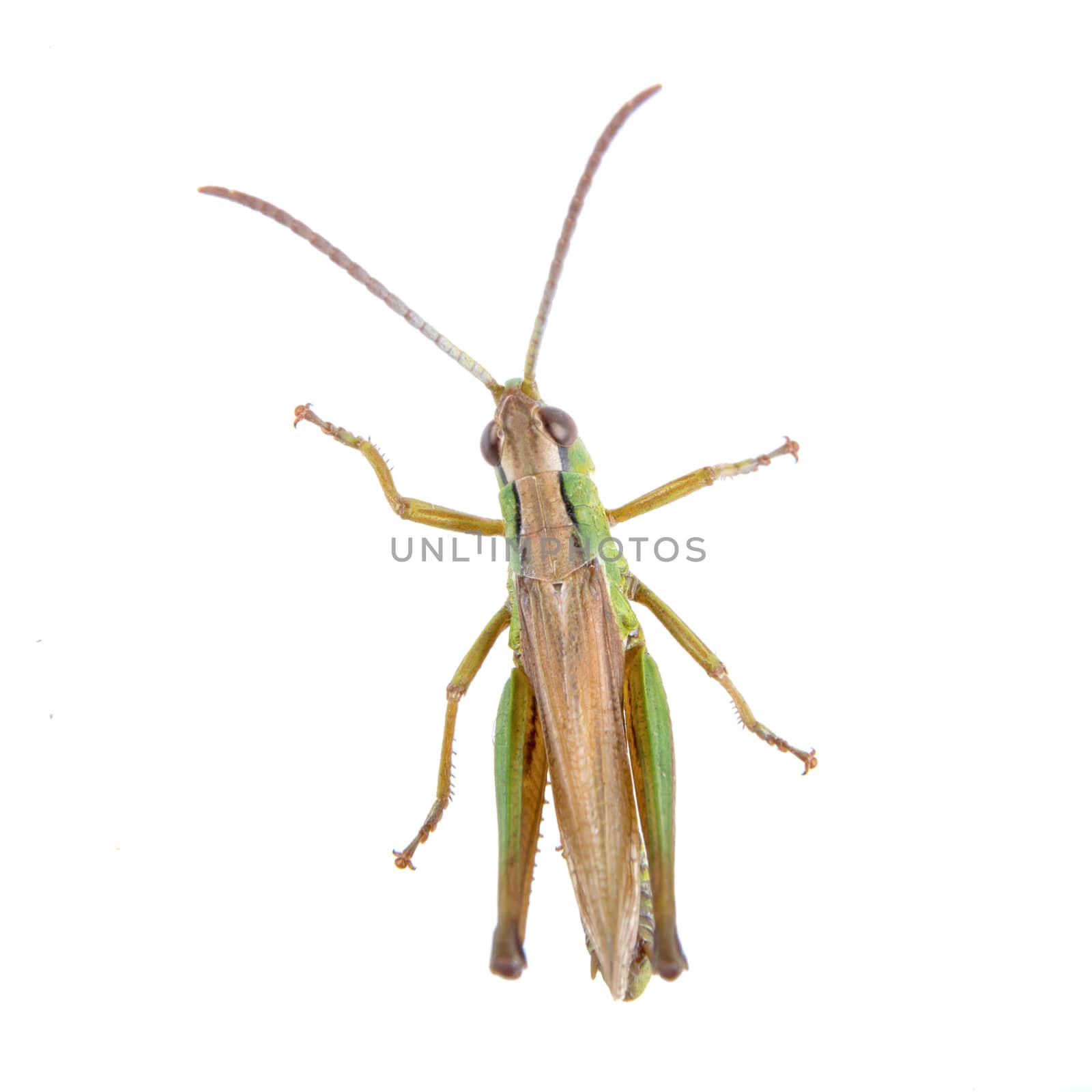 Green brown grasshopper isolated on a white background