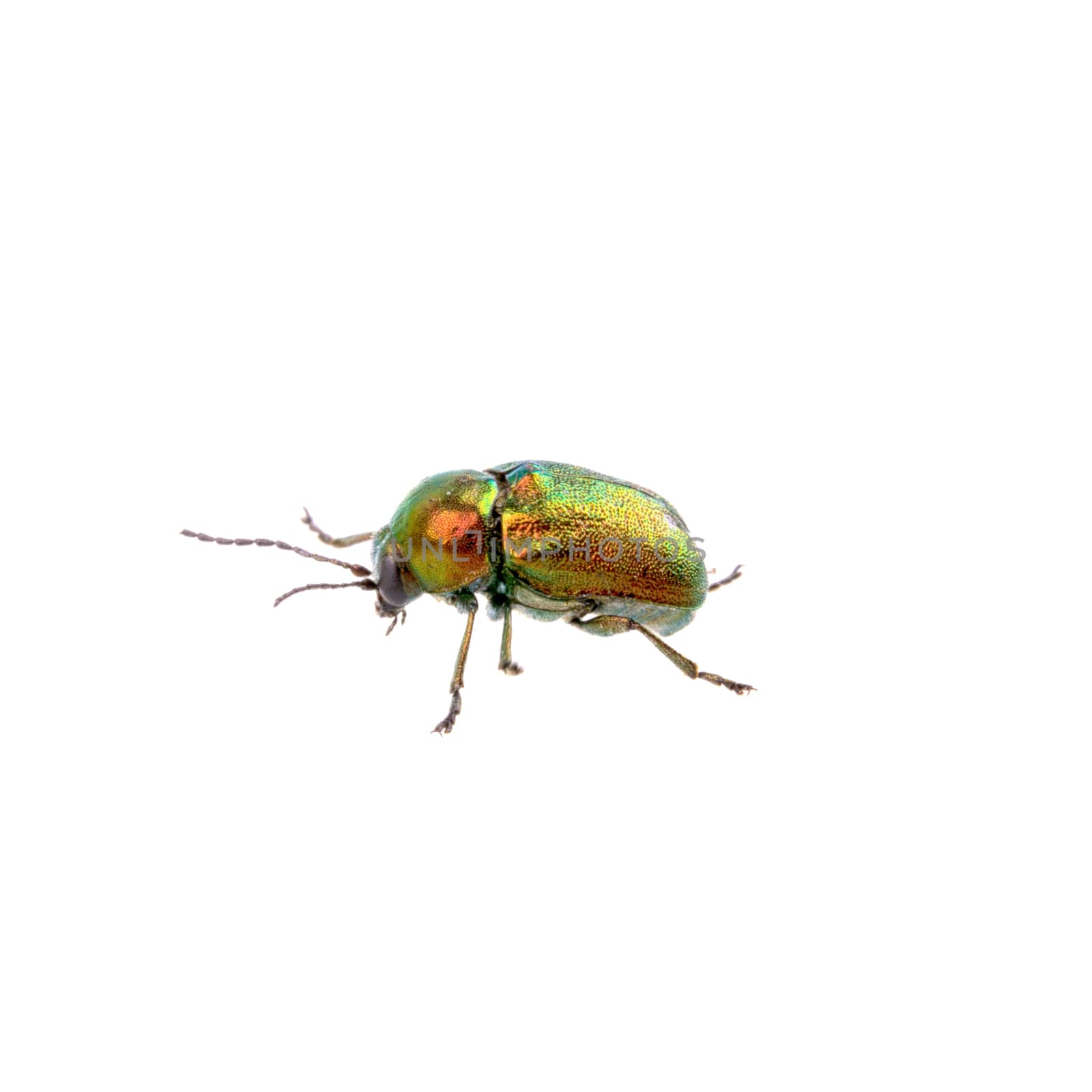 Metal green bug isolated on a white background