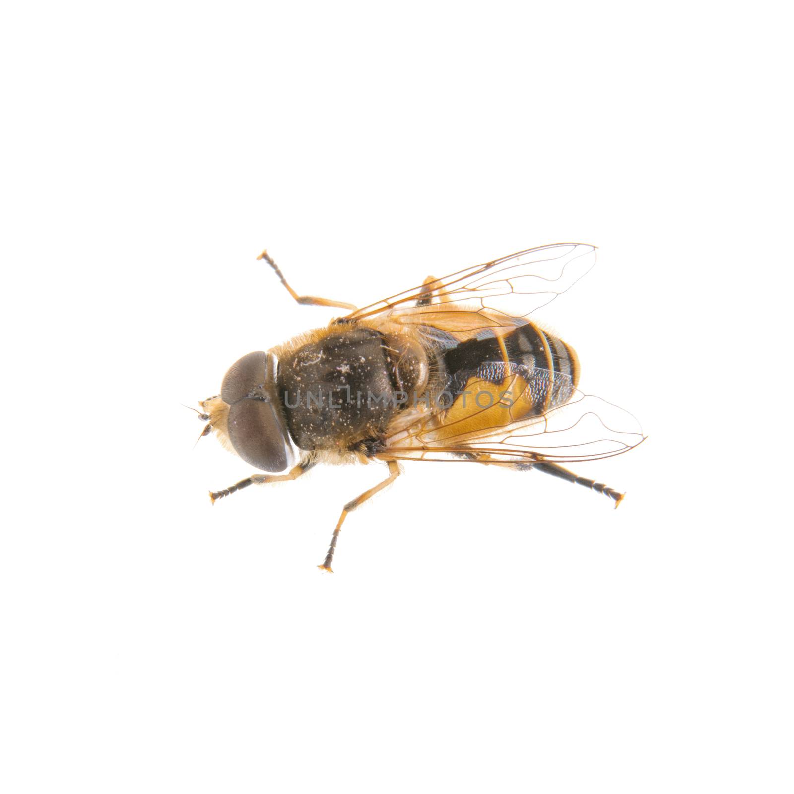 Black fly isolated on a white background