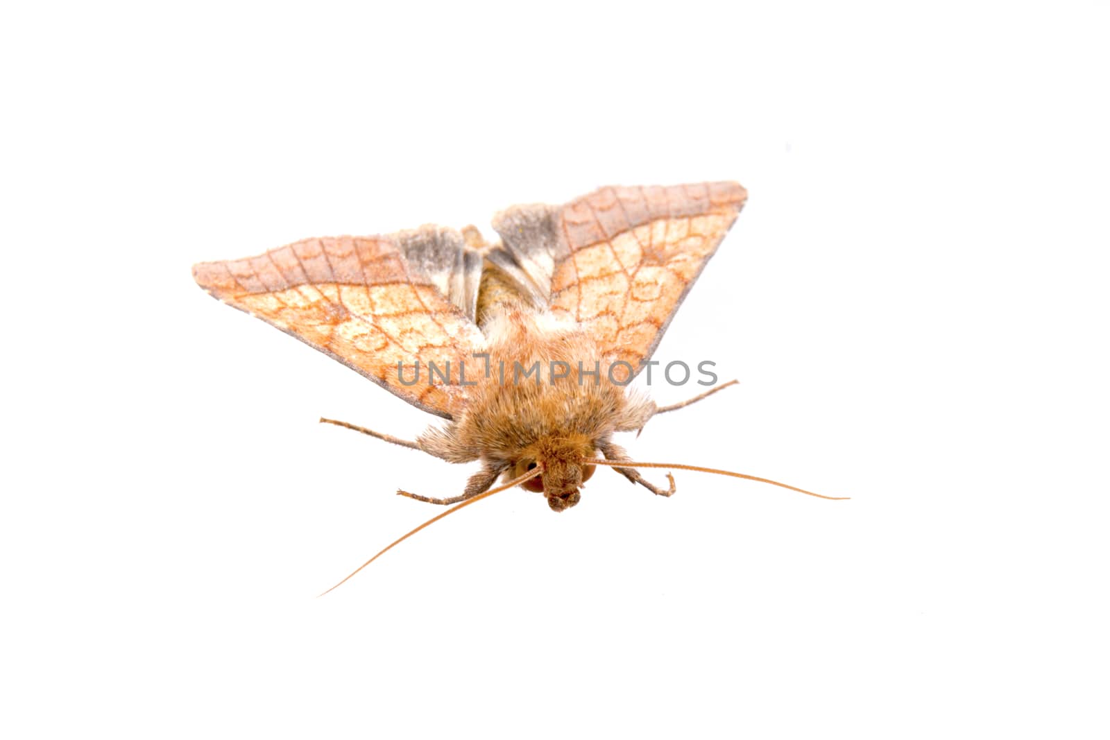 Brown moth isolated on a white background