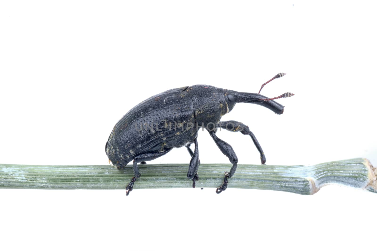 Black beetle on the stalk isolated on a white background