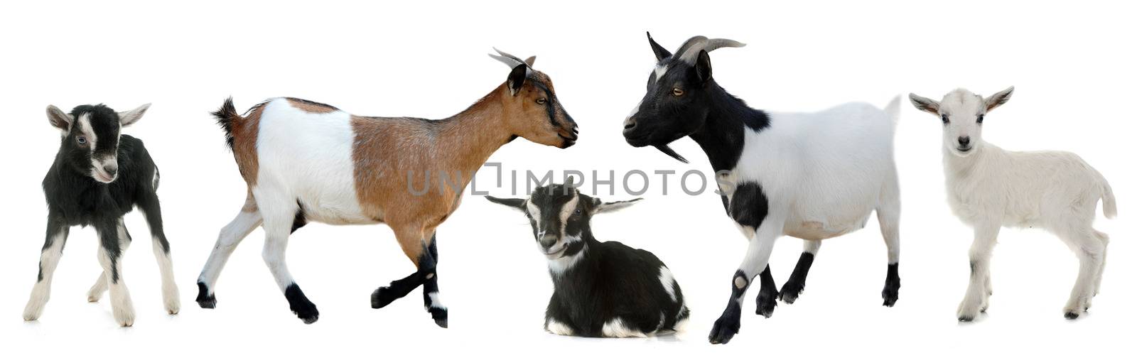 group of goats and kids in front of white background