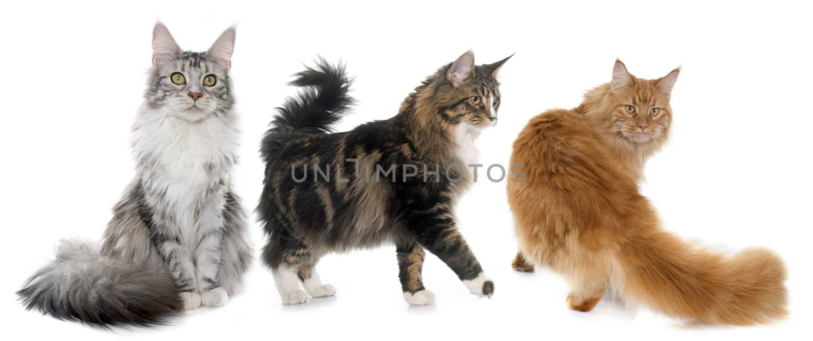 maine coon cats in front of white background