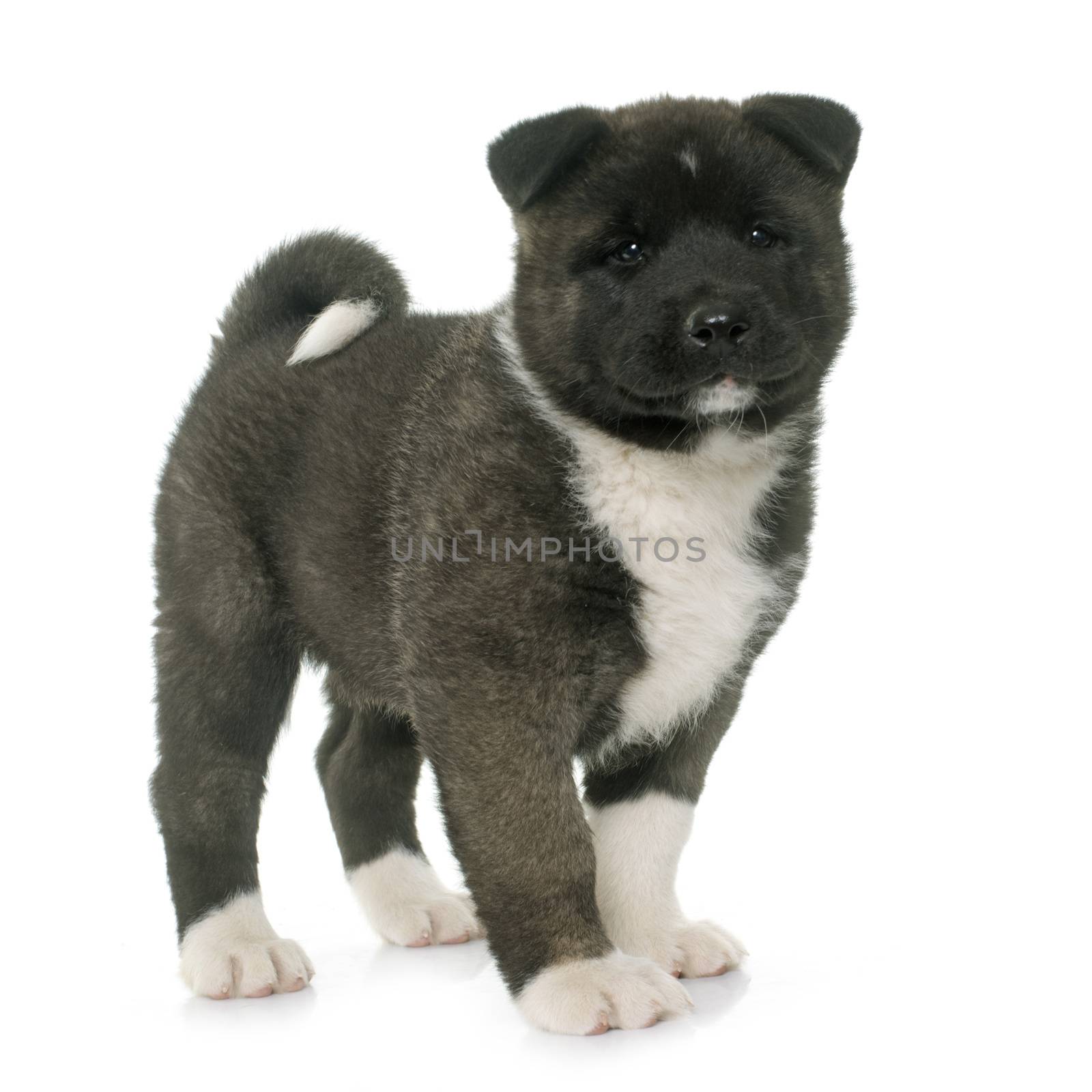 puppy american akita in front of white background