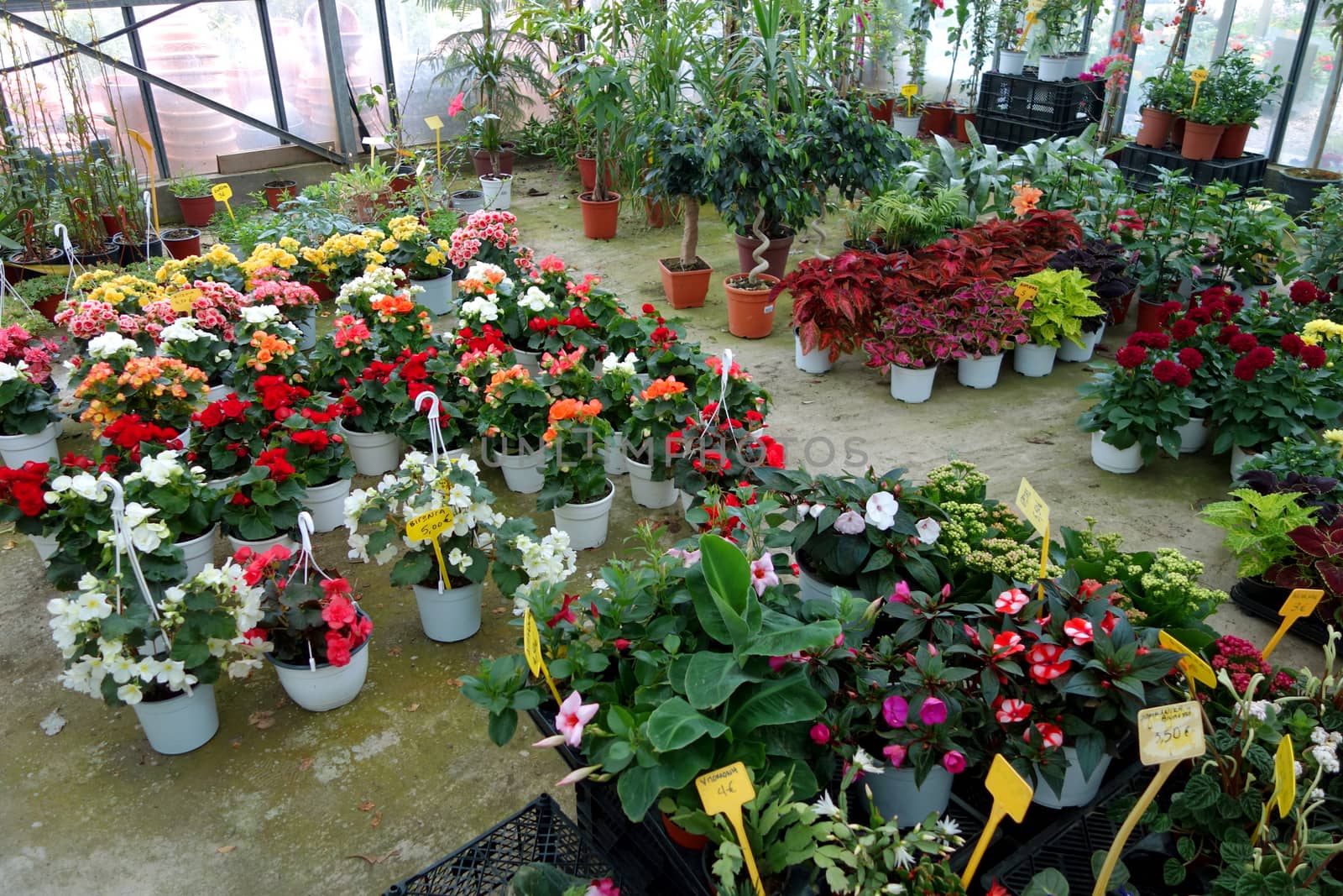 Plants and flowers for sale at the plant nursery.