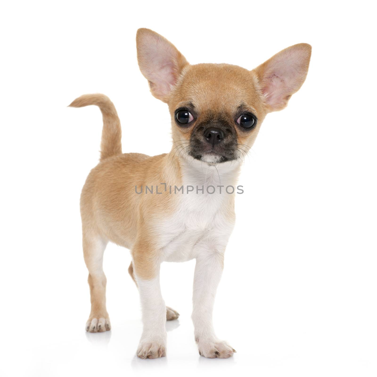 puppy shorthair chihuahua in front of white background
