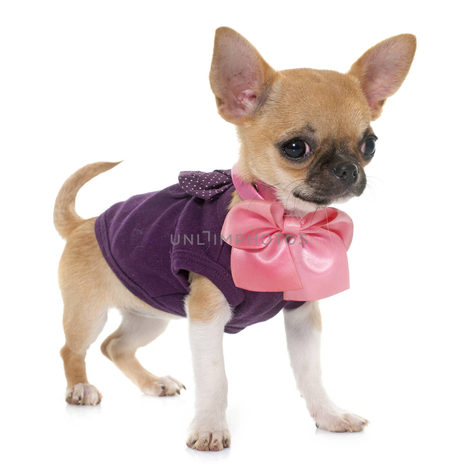 dressed puppy shorthair chihuahua in front of white background