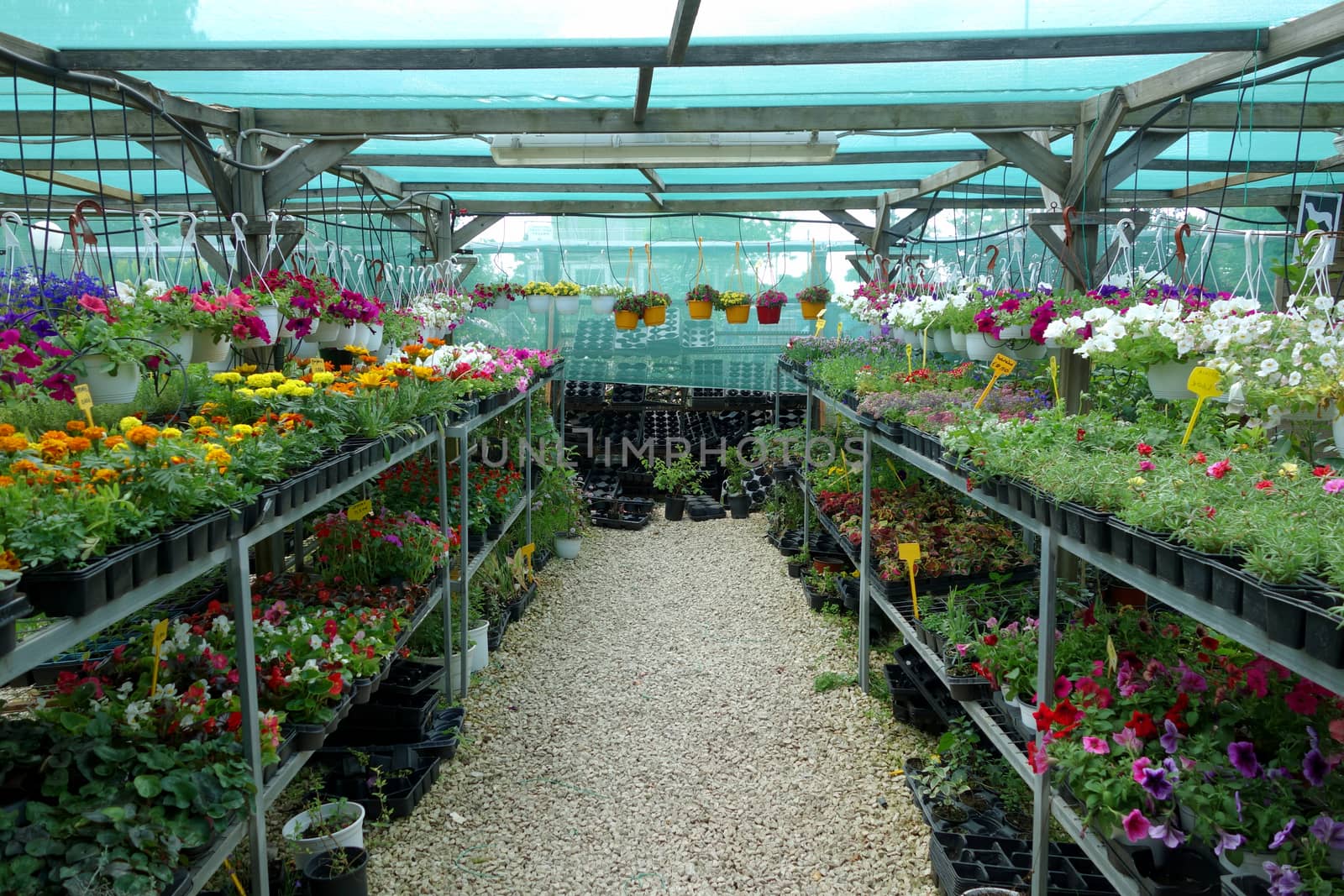 Plants and flowers for sale at the plant nursery.