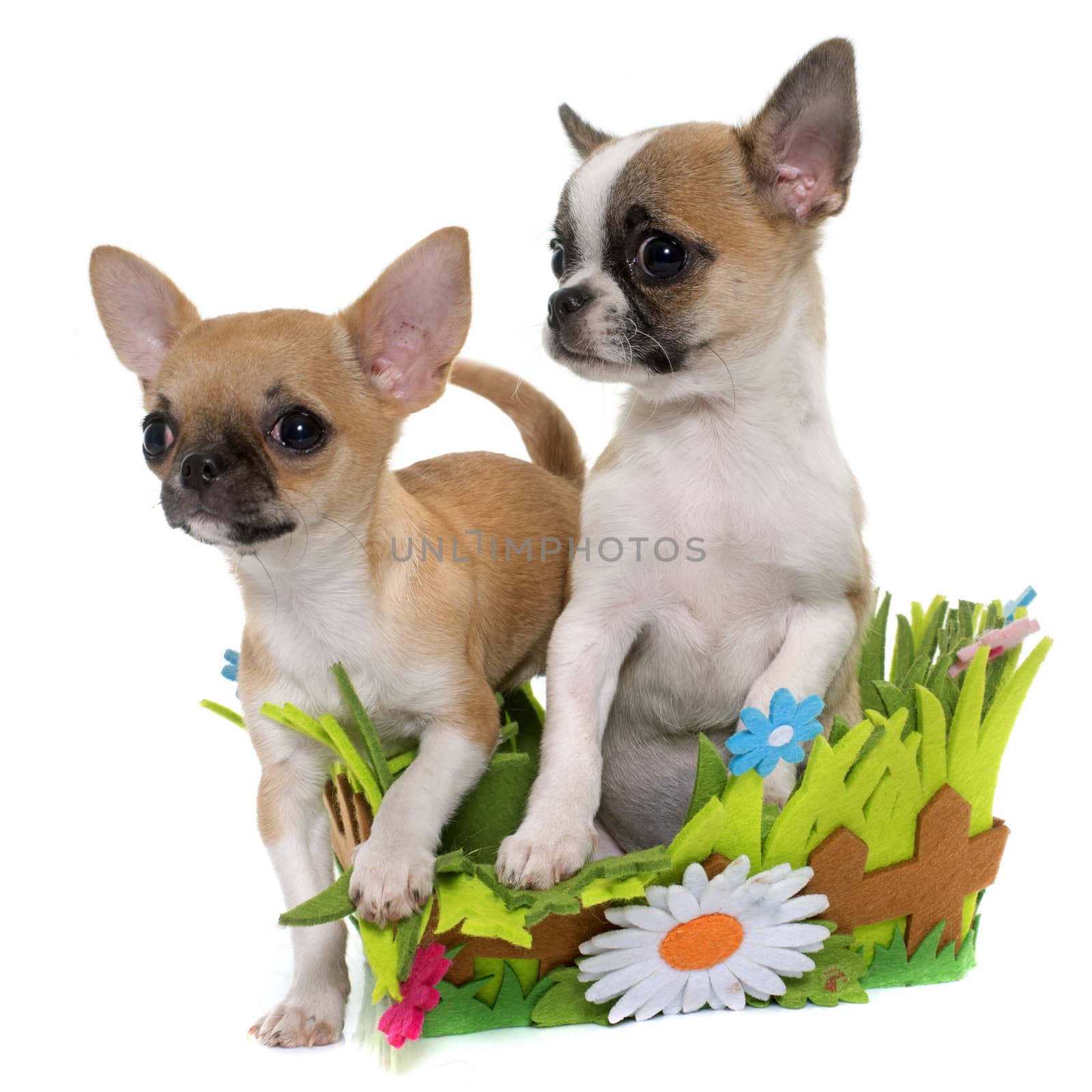 puppies shorthair chihuahua in front of white background