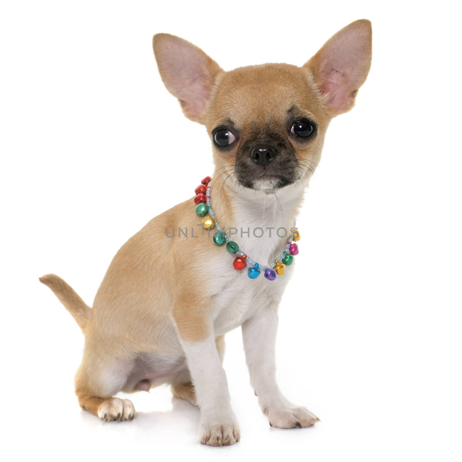 puppy shorthair chihuahua in front of white background