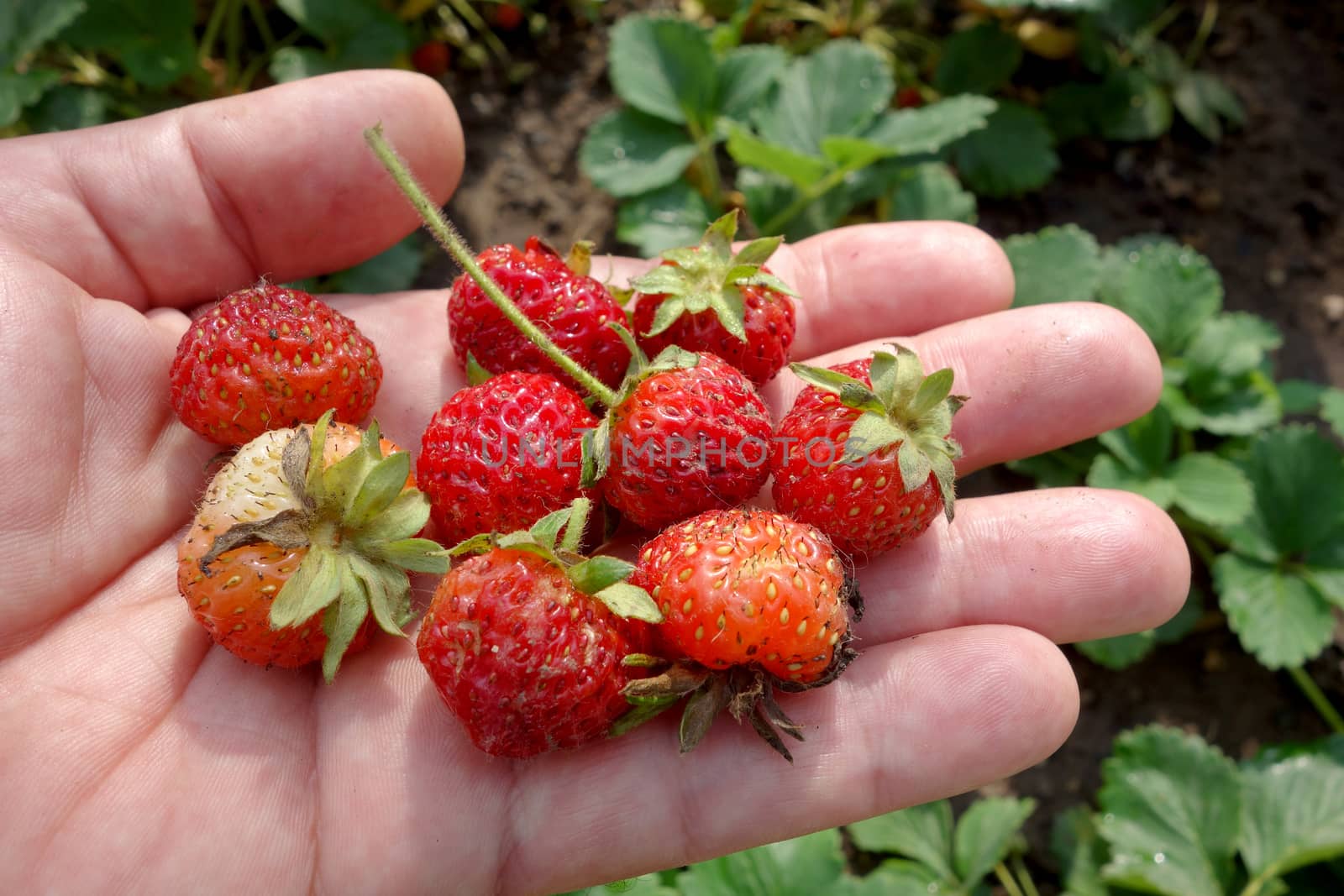 Strawberries by Portokalis