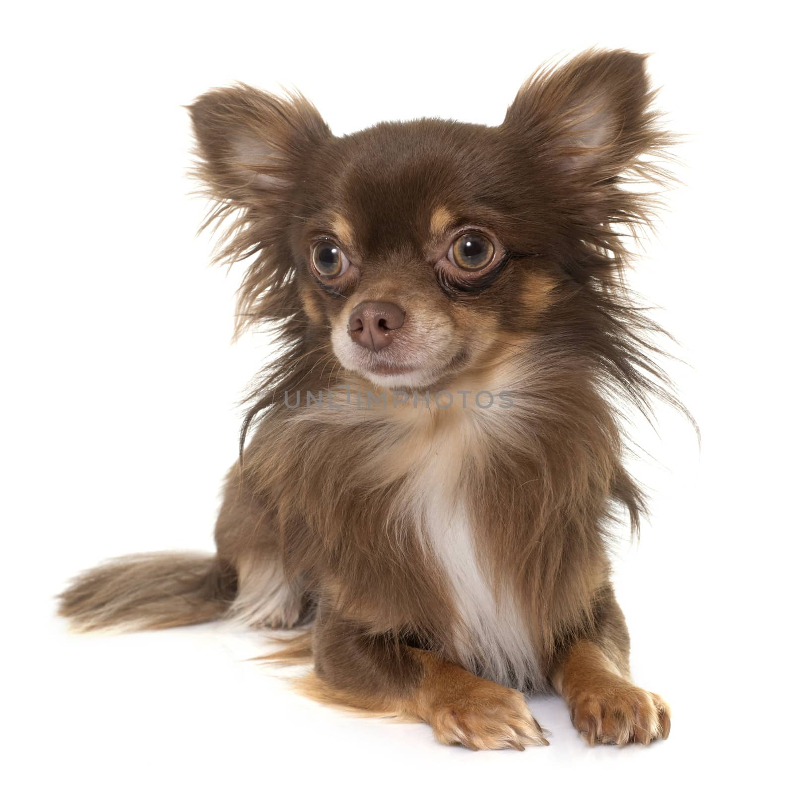 young longhair chihuahua in front of white background