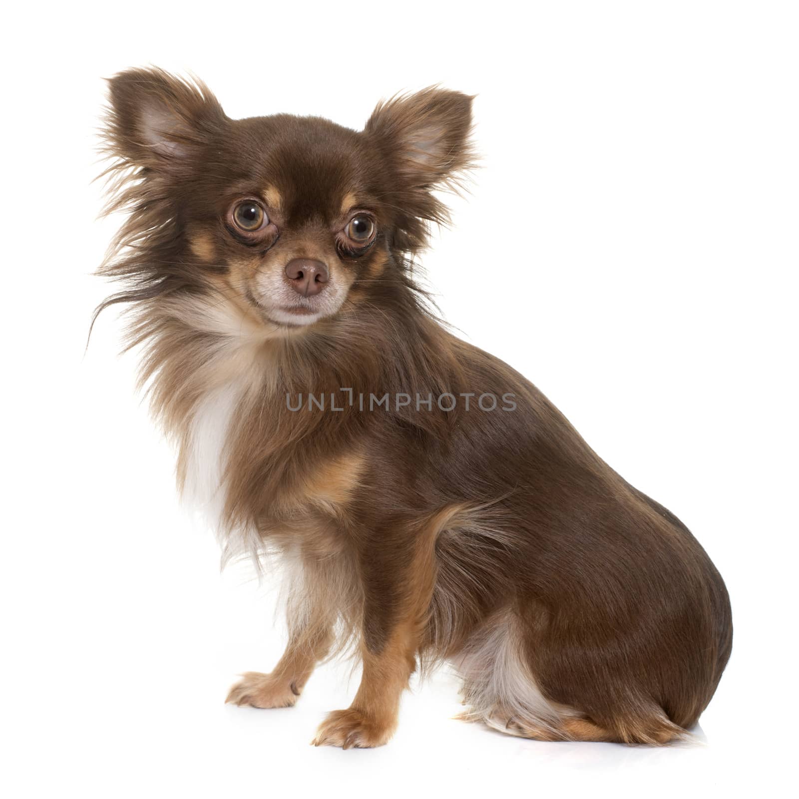 young longhair chihuahua by cynoclub