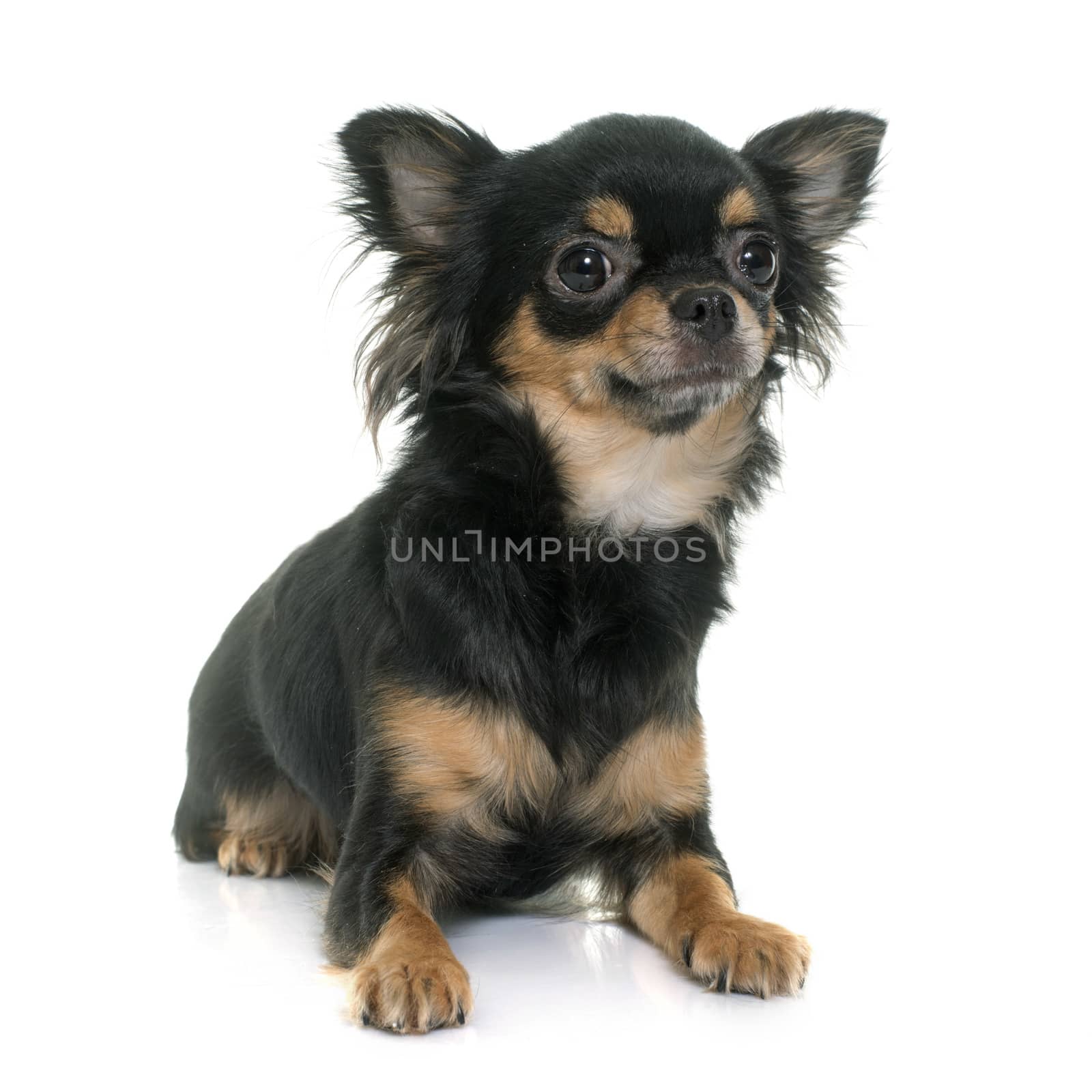 young longhair chihuahua in front of white background