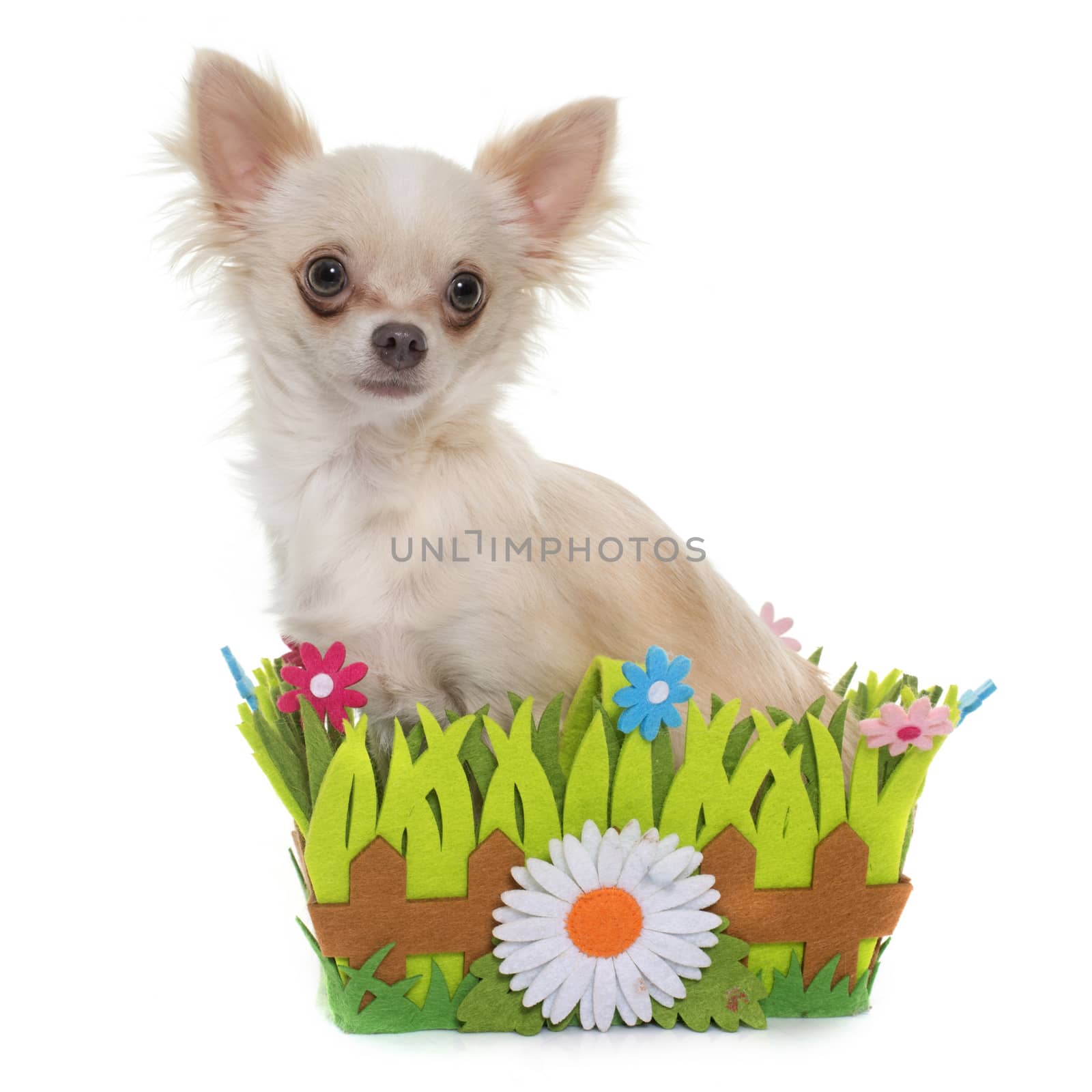 young longhair chihuahua in front of white background